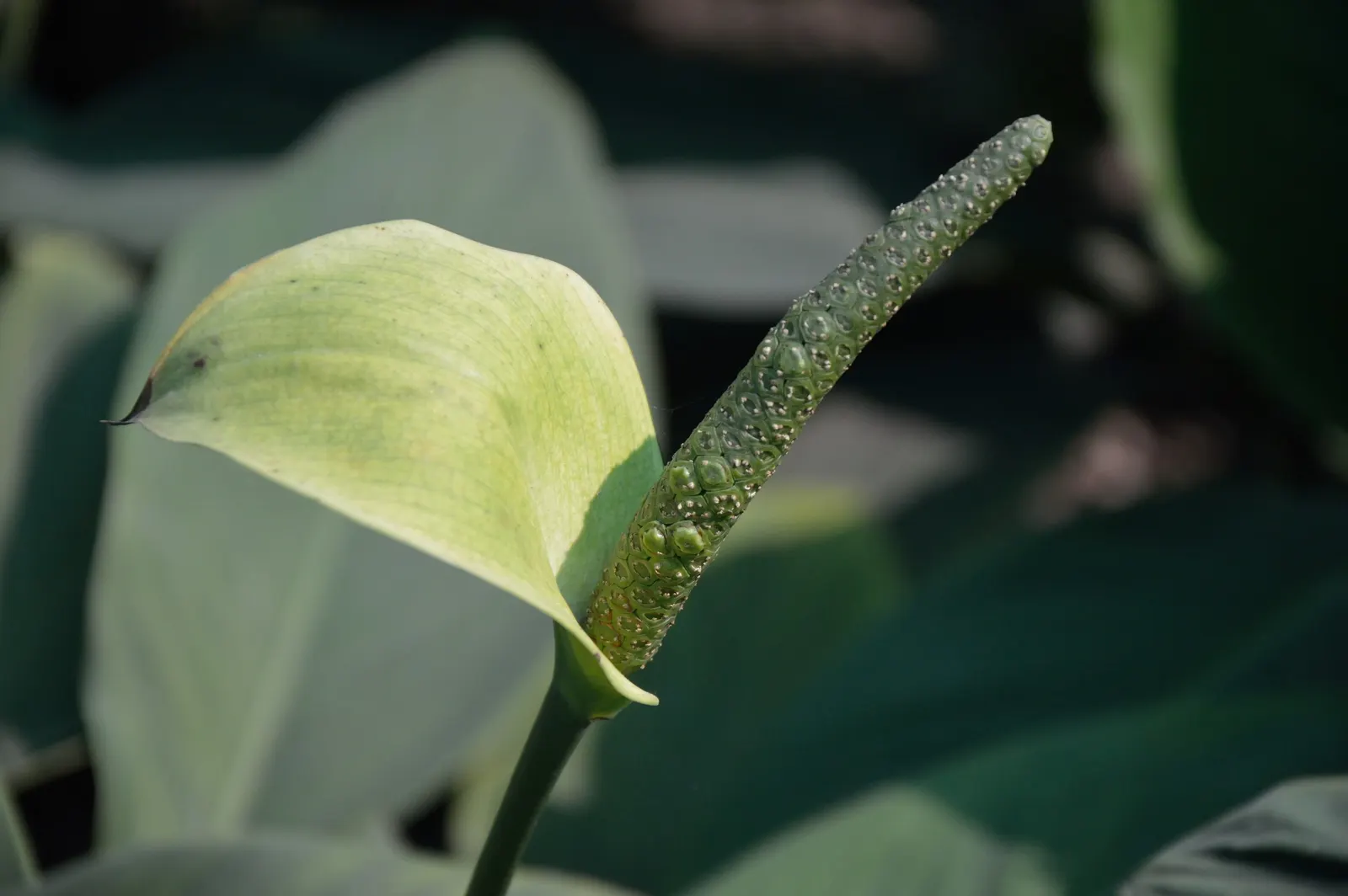 Peace Lily (Spathiphyllum wallisii) — lending consistent visual interest.<br><br>For optimal growth; peace Lilies have been recognized by NASA for their