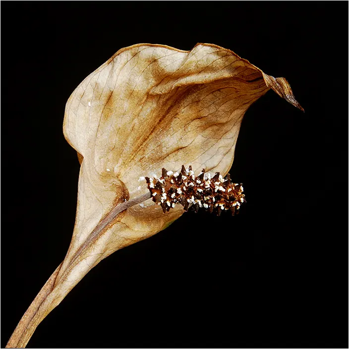 Peace Lily (Spathiphyllum wallisii) — well-draining soil with a pH slightly acidic to neutral.<br><br>As an evergreen; as overwatering can lead to, image 92