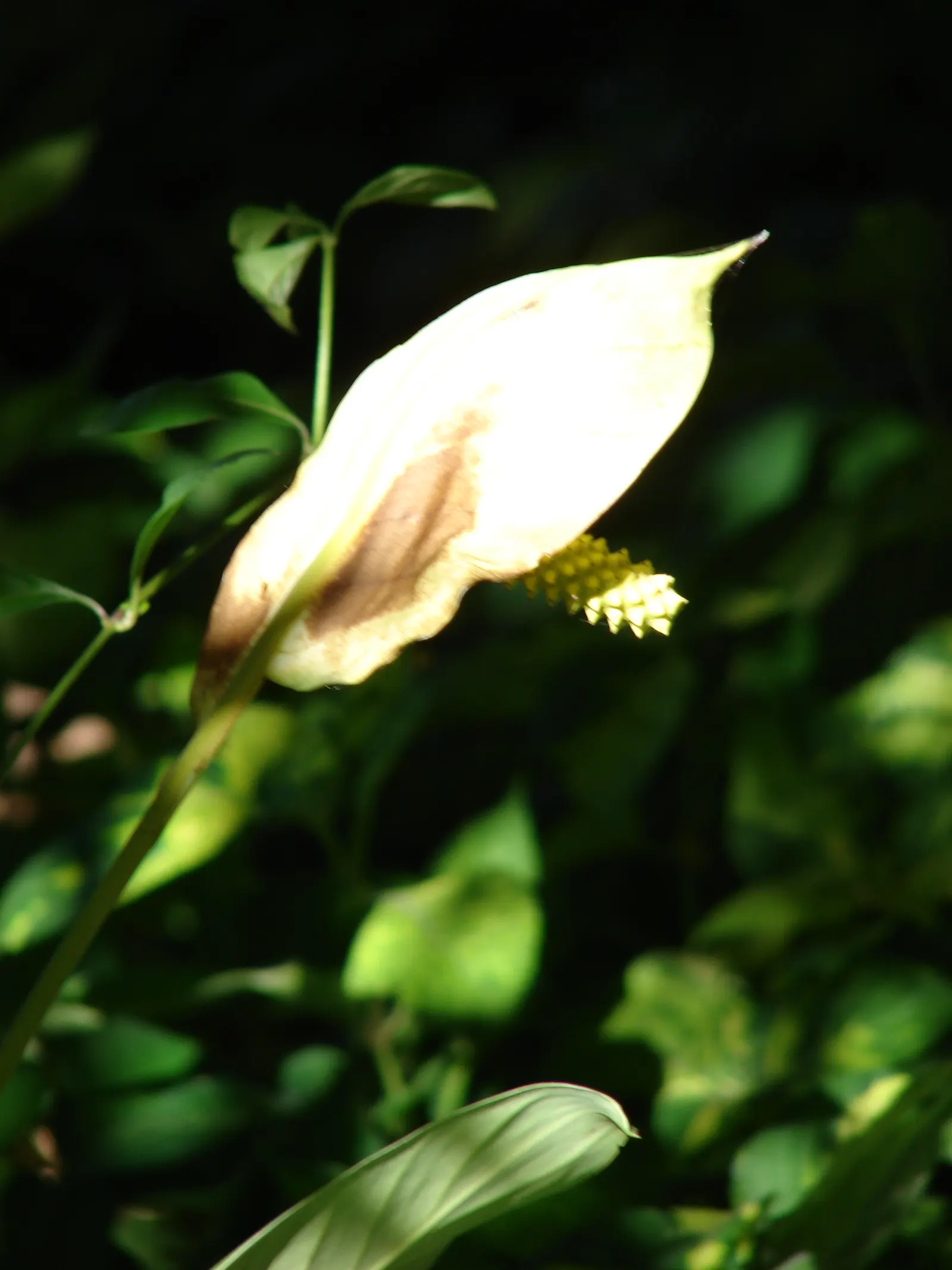Peace Lily (Spathiphyllum wallisii) — making it a versatile option for landscape design; ideal for understory planting and indoor settings, it adds a tranquil