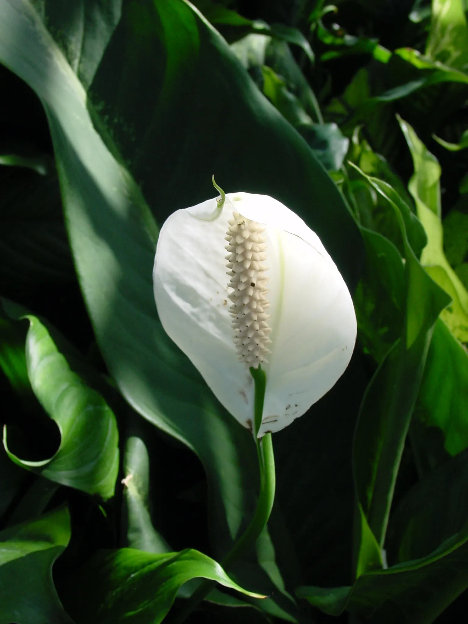 Peace Lily (Spathiphyllum wallisii) — lance-shaped leaves reaching 6-8 inches long; indoor plantings benefit from regular misting, image 84