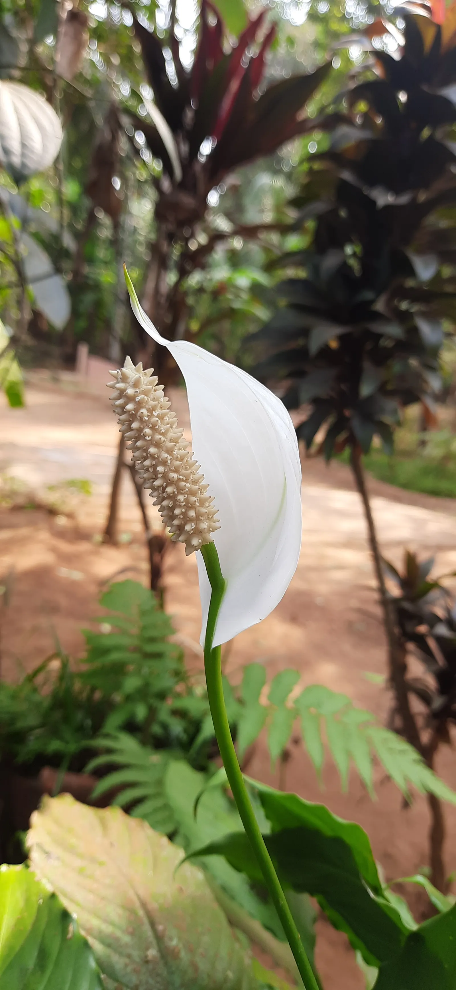 Peace Lily (Spathiphyllum wallisii) — Peace Lilies have been recognized by NASA for their air-purifying qualities; making it a versatile option for landscape