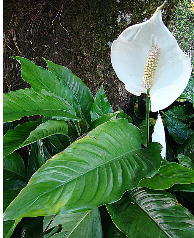 Peace Lily (Spathiphyllum wallisii) — Peace Lilies require a humid environment