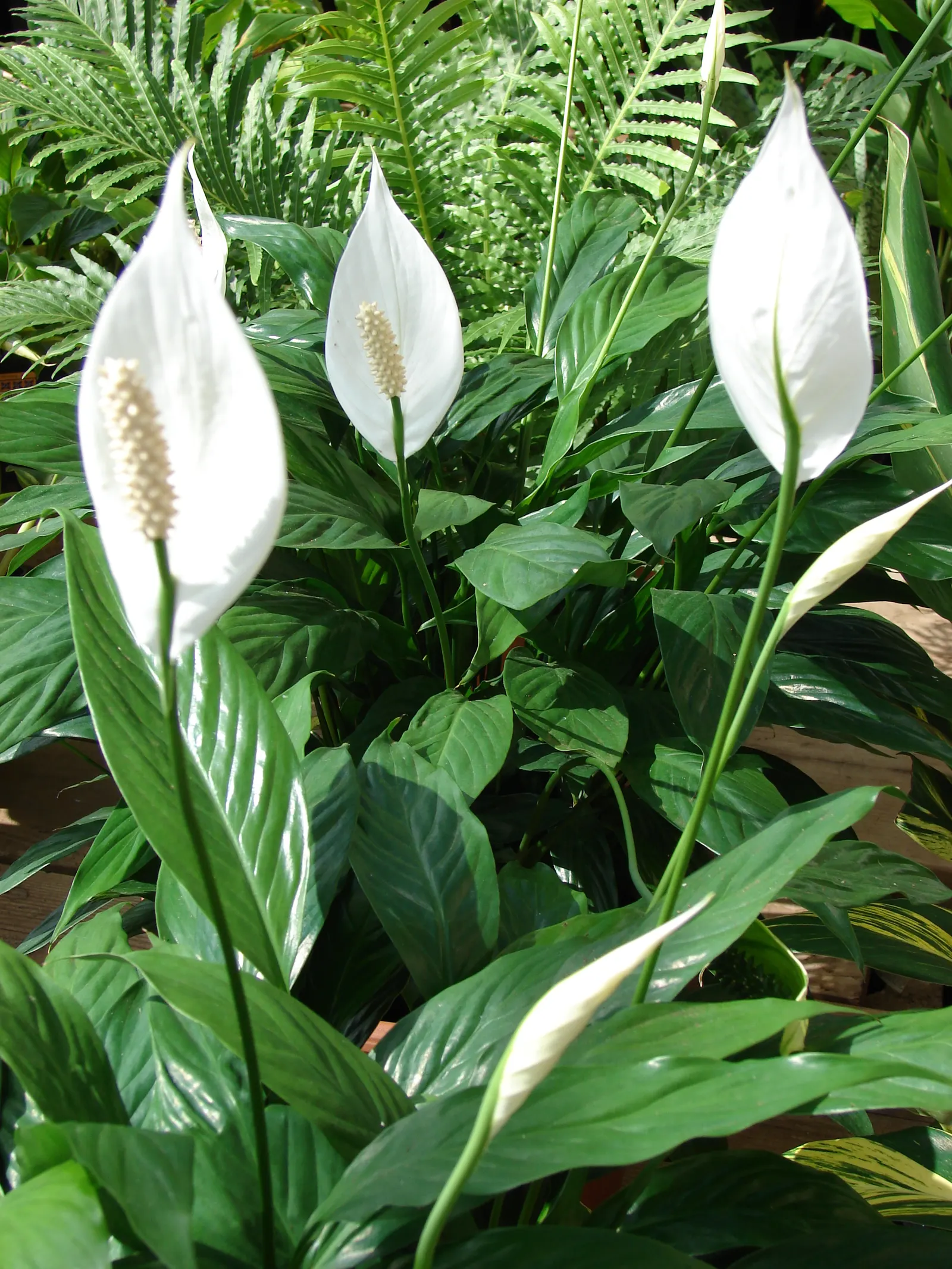 Peace Lily (Spathiphyllum wallisii) — Peace Lilies favor partial to full shade conditions, as excessive sunlight can scorch their leaves; with, image 118