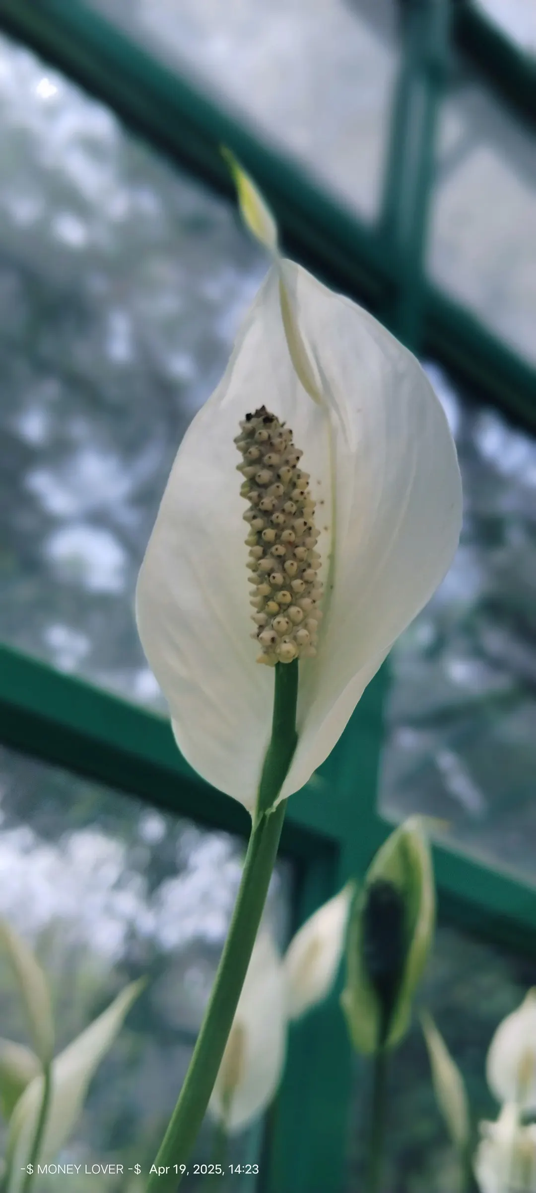 Peace Lily (Spathiphyllum wallisii) — offering both beauty and practical benefits; lance-shaped leaves reaching 6-8 inches long, image 105