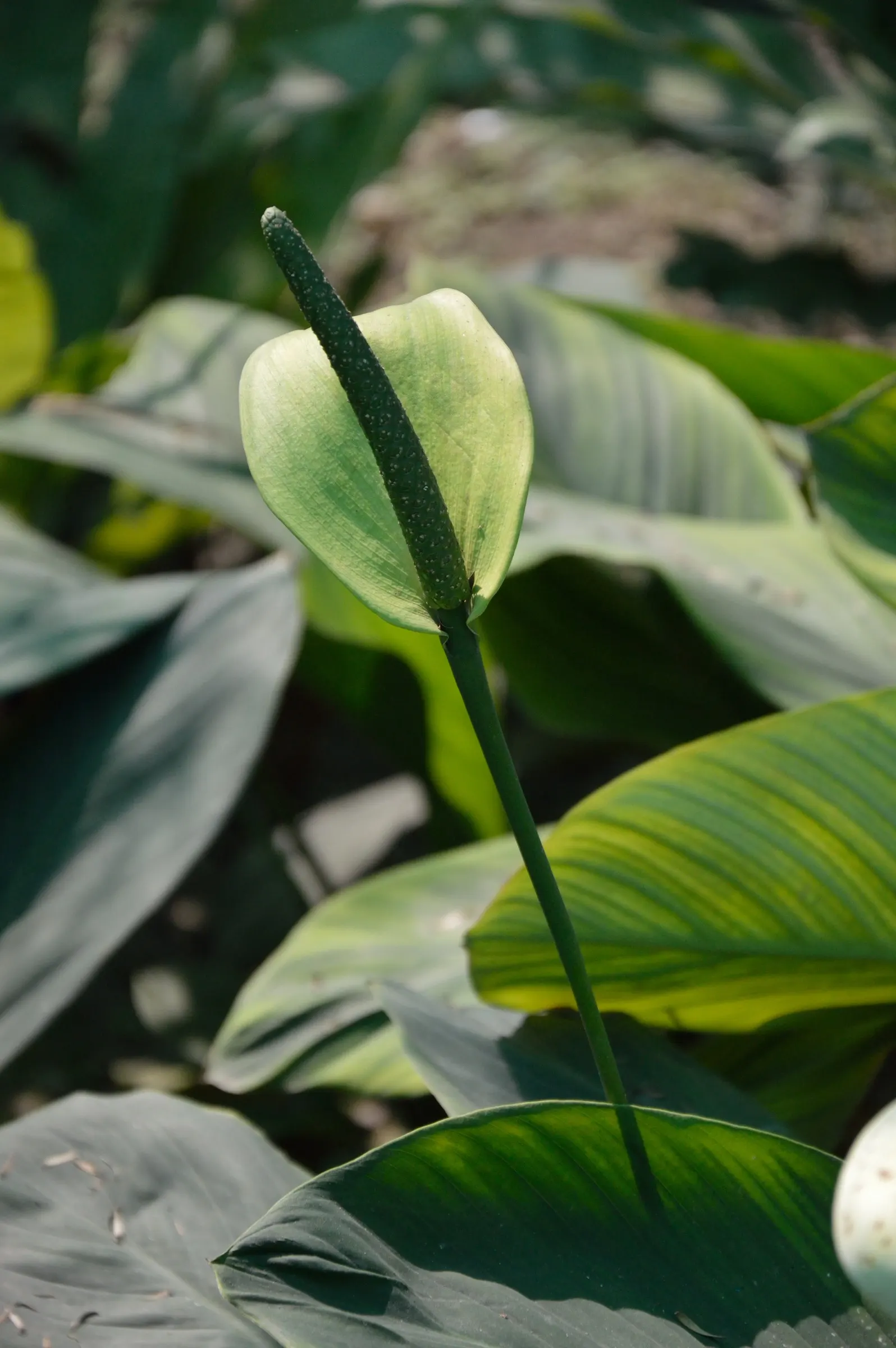 Peace Lily (Spathiphyllum wallisii) — mirroring their native habitat