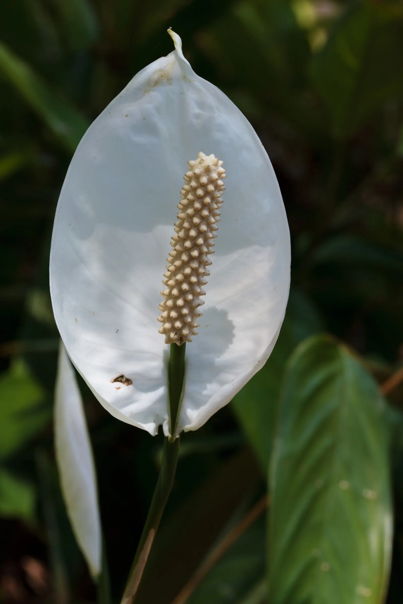 Peace Lily (Spathiphyllum wallisii) — These perennials are indigenous to tropical regions of the Americas and Southeast Asia