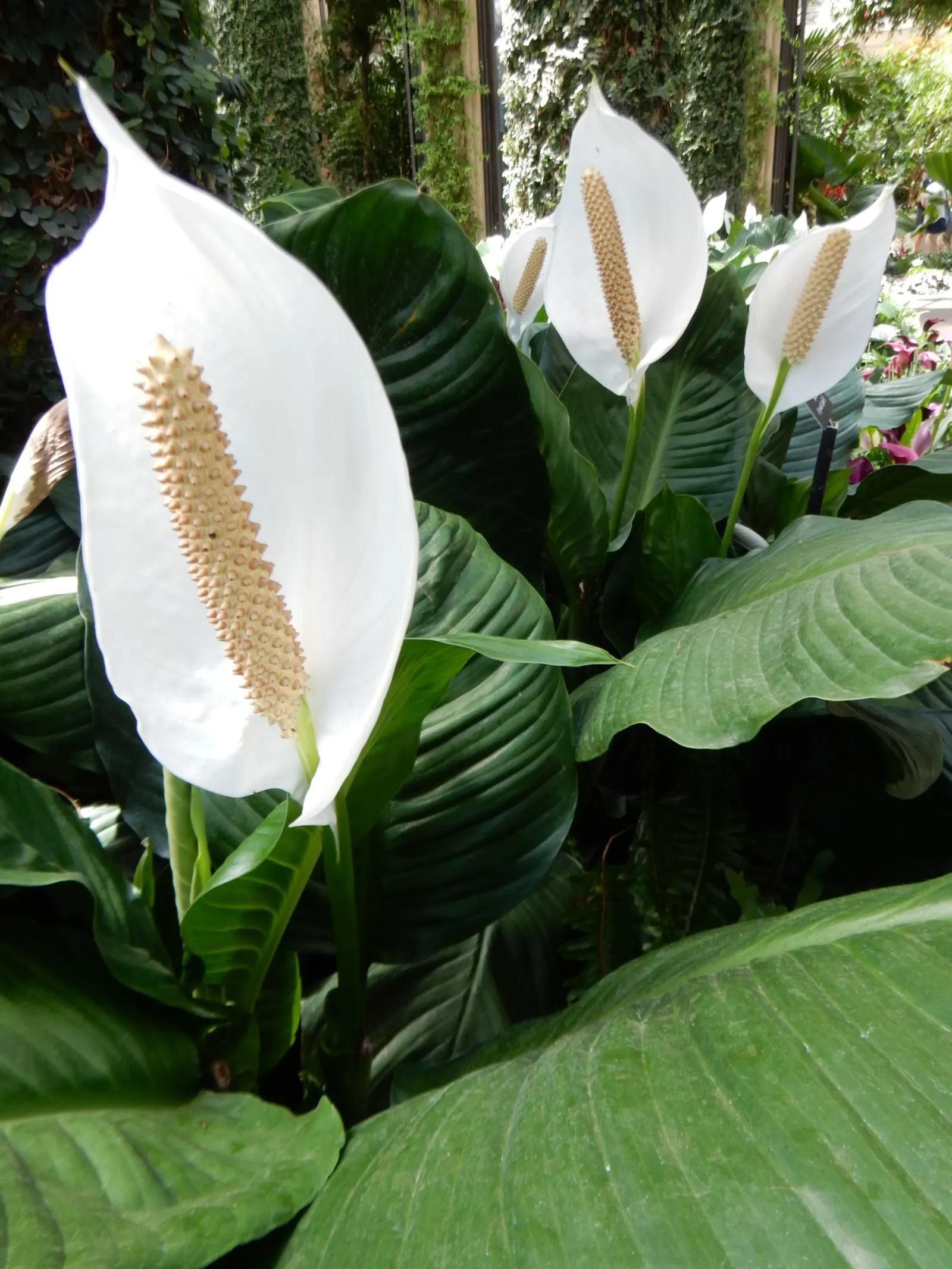 Peace Lily (Spathiphyllum wallisii) — offering both beauty and practical benefits