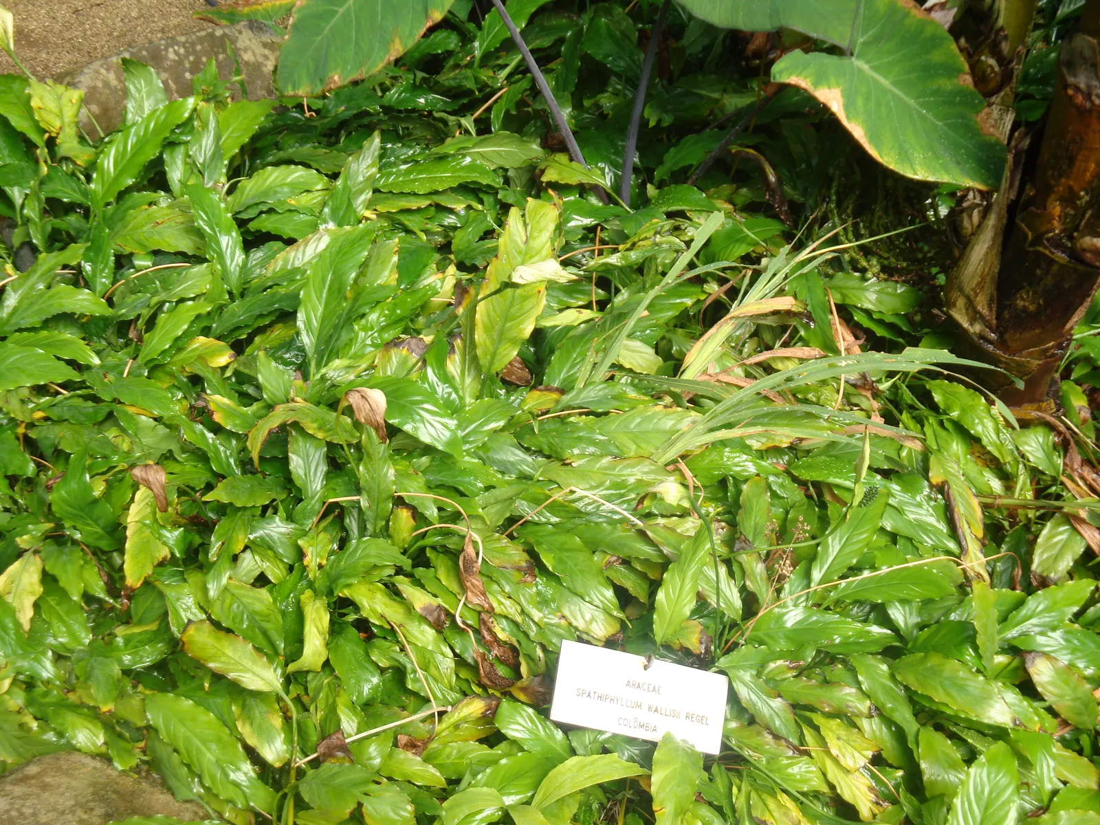 Peace Lily (Spathiphyllum wallisii) — Peace Lilies favor partial to full shade conditions, as excessive sunlight can scorch their leaves; with, image 64