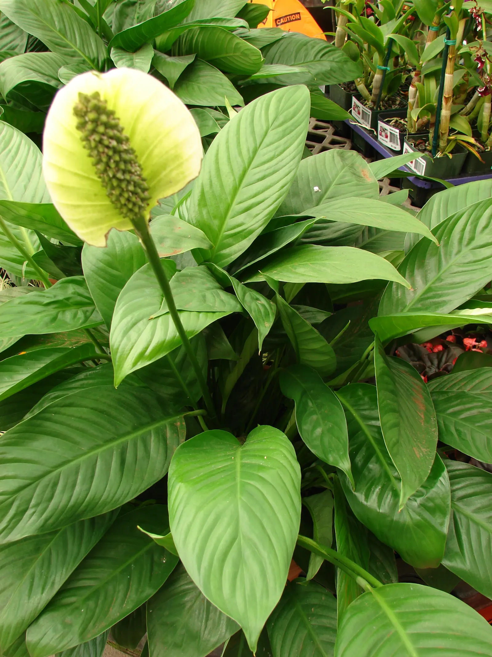 Peace Lily (Spathiphyllum wallisii) — is a timeless and elegant choice that adds a touch of tranquility to any garden or indoor space; use lukewarm, image 61