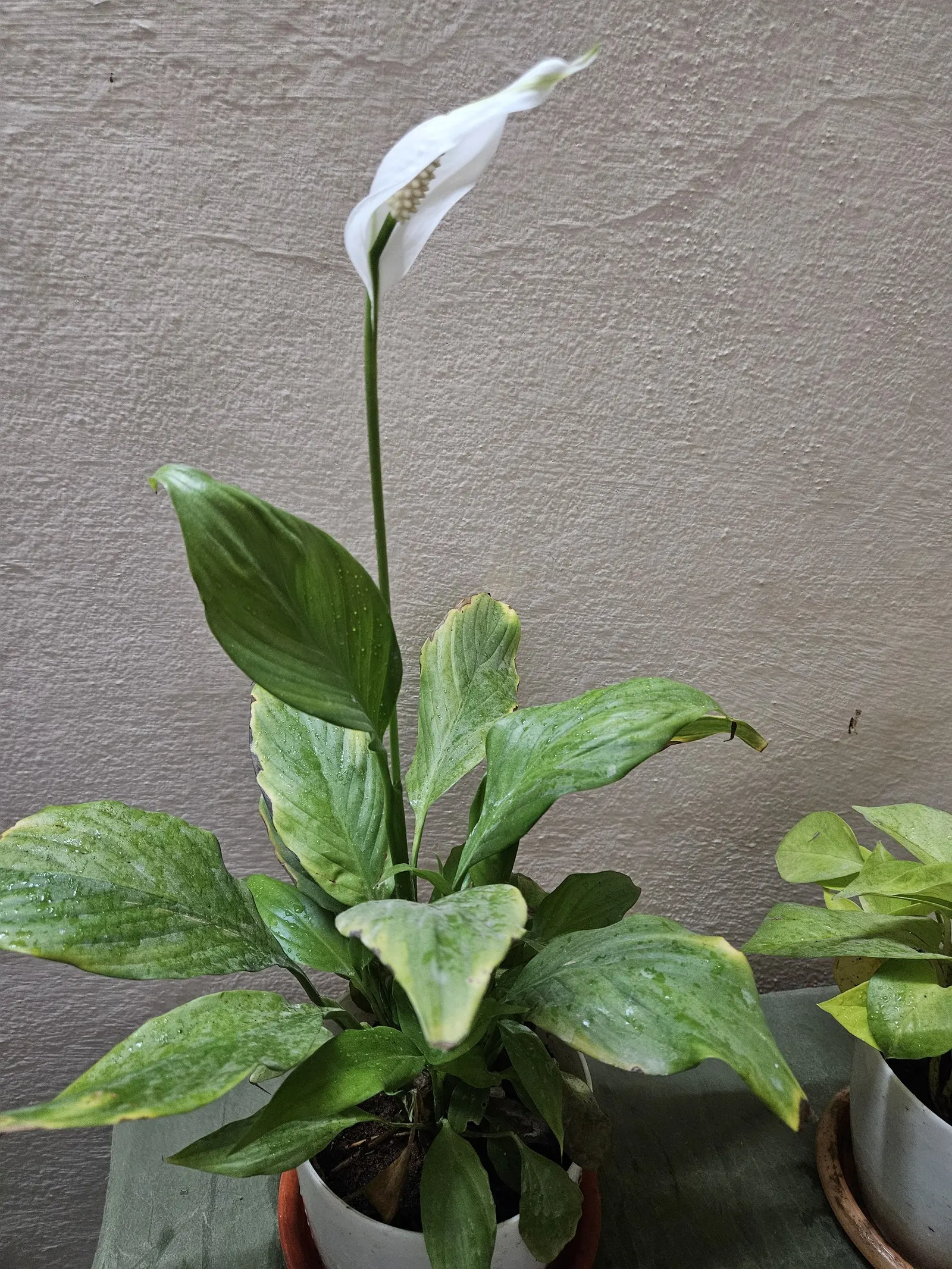 Peace Lily (Spathiphyllum wallisii) — the Peace Lily remains vibrant throughout the year