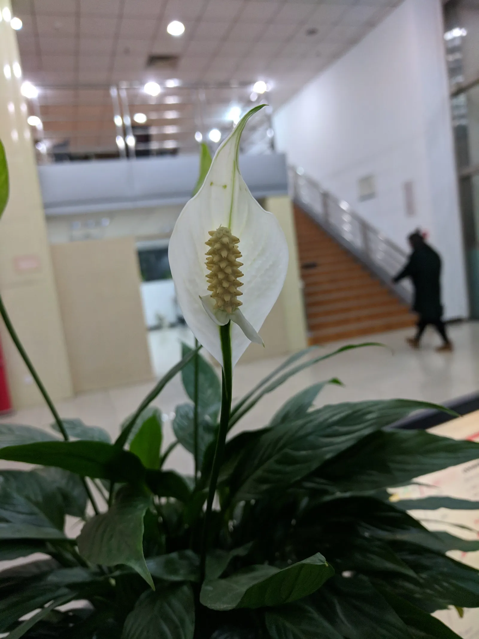 Peace Lily (Spathiphyllum wallisii) — Typically reaching 1-4 feet in height, this plant purifies indoor air and requires minimal maintenance, image 32