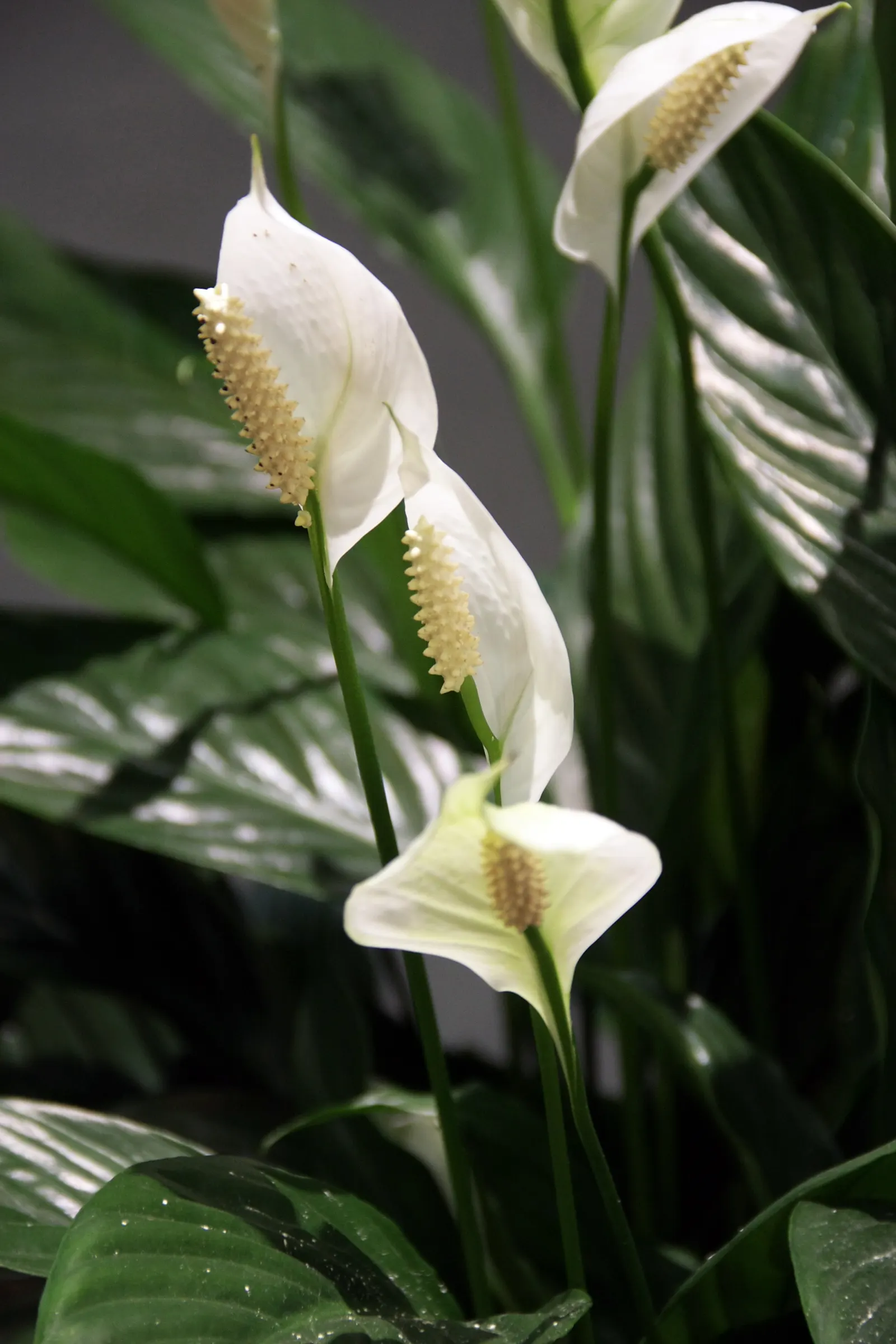 Peace Lily (Spathiphyllum wallisii) — Peace Lilies have been recognized by NASA for their air-purifying qualities; making it a versatile option for, image 102