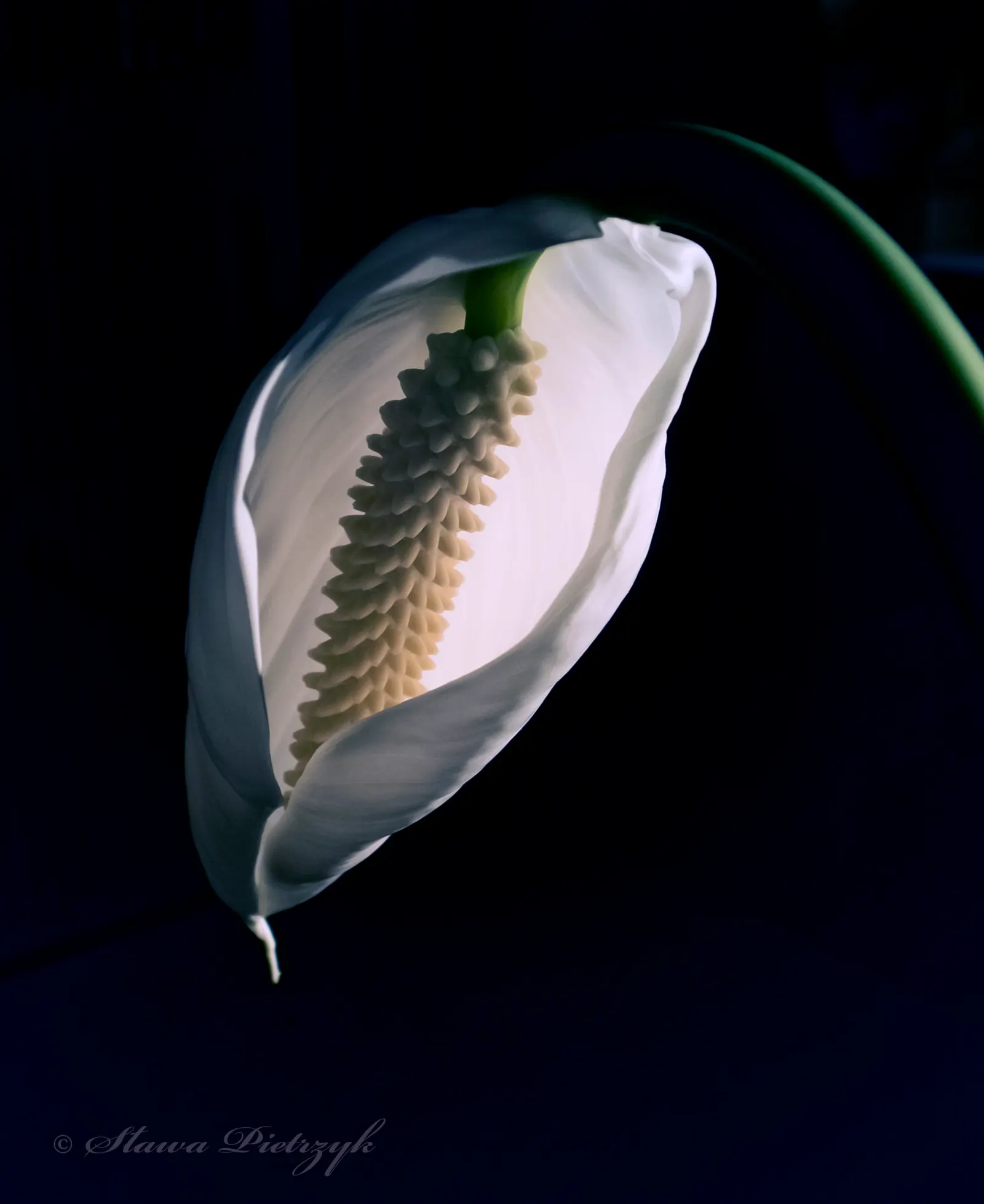 Peace Lily (Spathiphyllum wallisii) — an elegant evergreen perennial; well-draining soil with a pH slightly acidic to neutral.<br><br>As an evergreen