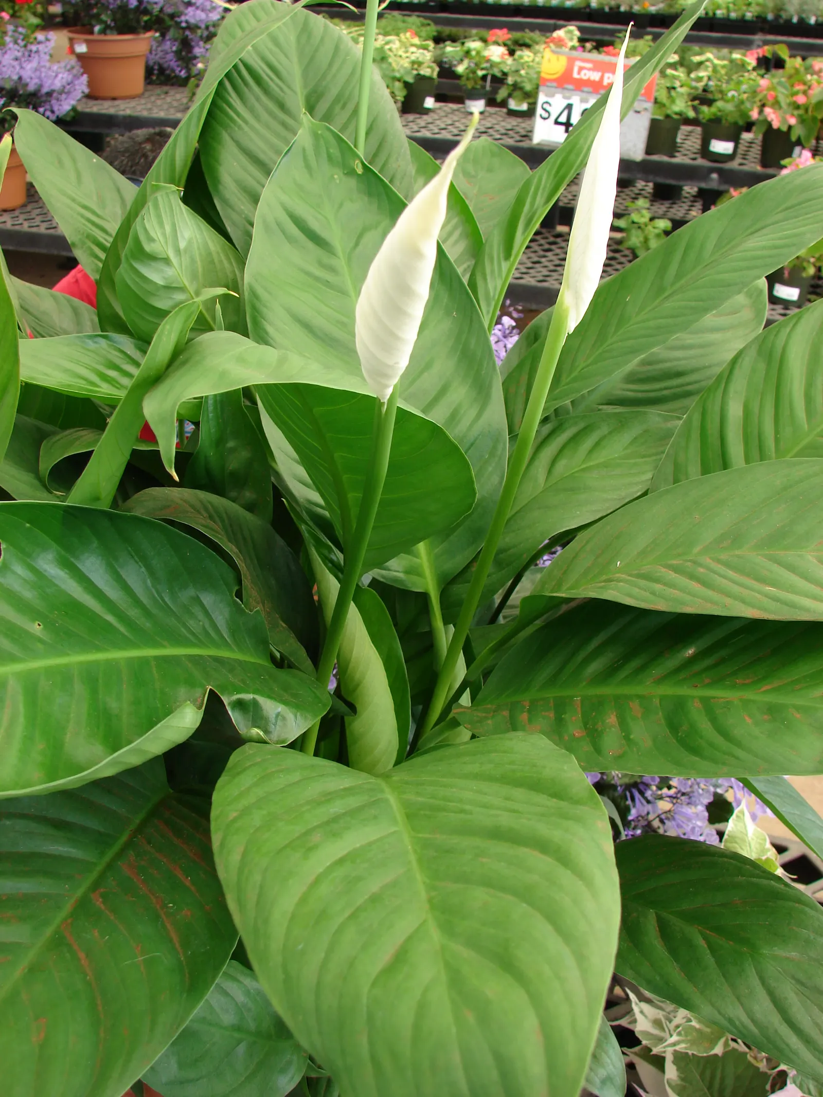 Peace Lily (Spathiphyllum wallisii) — well-draining soil with a pH slightly acidic to neutral.<br><br>As an evergreen; as overwatering can lead to root