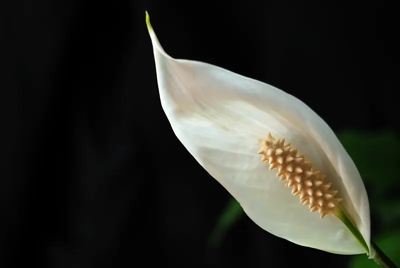 Peace Lily (Spathiphyllum wallisii) — the Peace Lily remains vibrant throughout the year; perennial for deep shade or shade