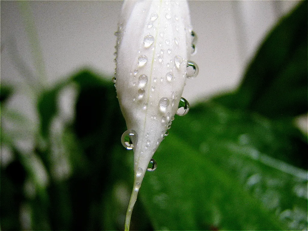 Peace Lily (Spathiphyllum wallisii) — The captivating white blooms can last for weeks, image 68