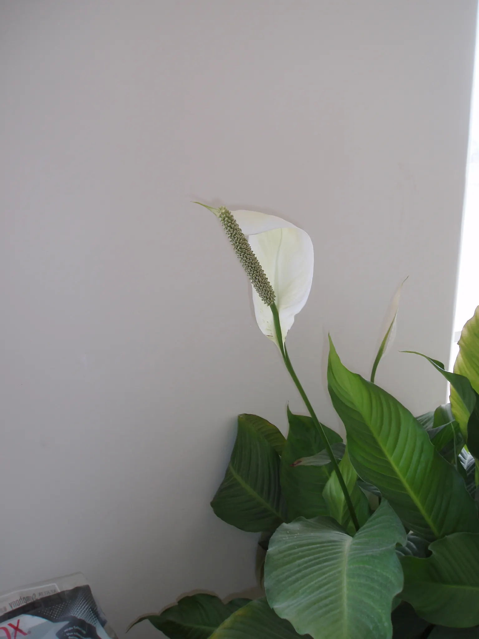 Peace Lily (Spathiphyllum wallisii) — mirroring their native habitat; these perennials are indigenous to tropical regions of the Americas and Southeast Asia
