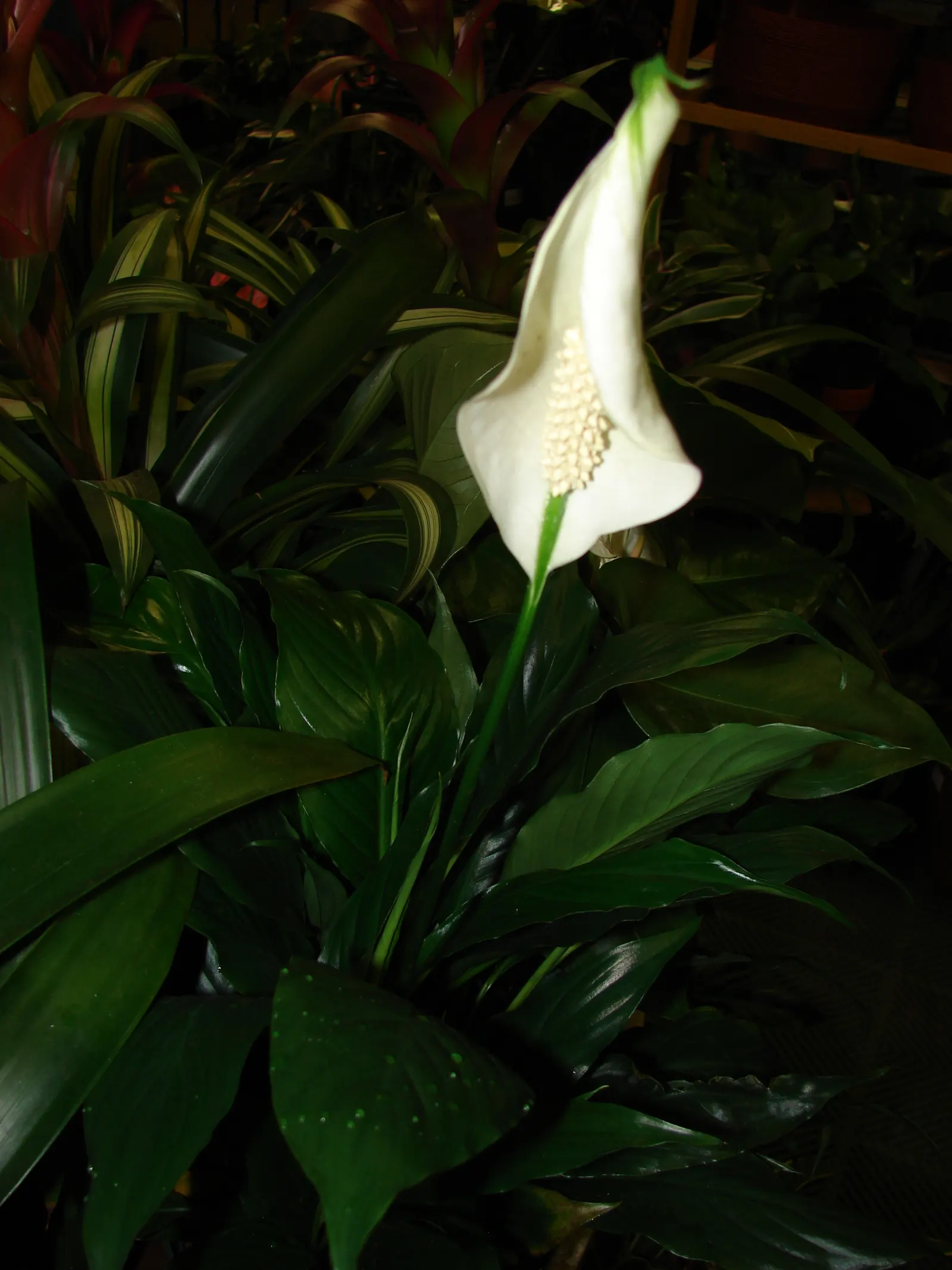 Peace Lily (Spathiphyllum wallisii) — The Peace Lily (Spathiphyllum); and its striking white spathes that envelop subtle spadix flowers