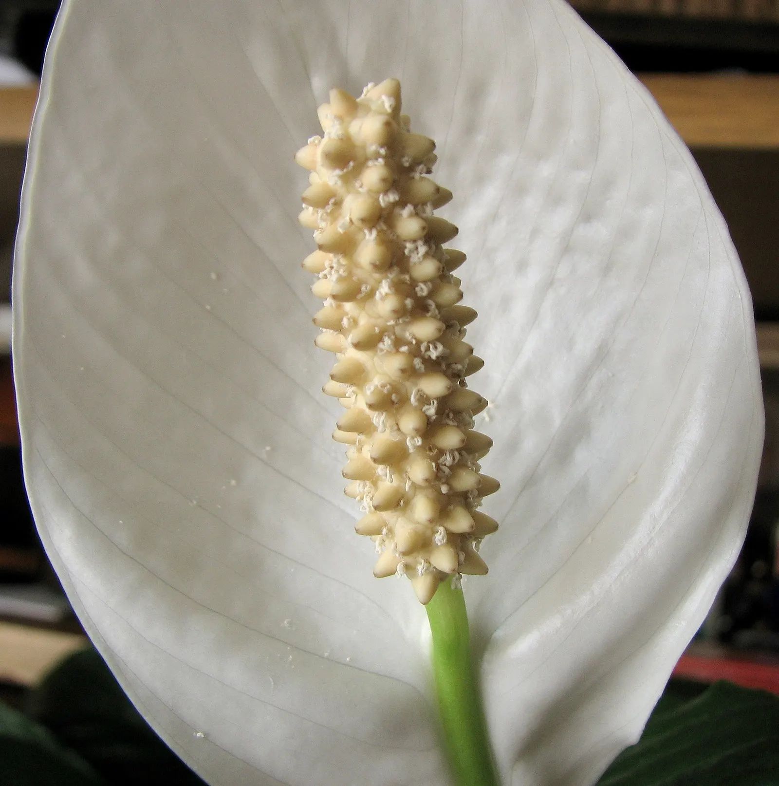 Peace Lily (Spathiphyllum wallisii) — an elegant evergreen perennial