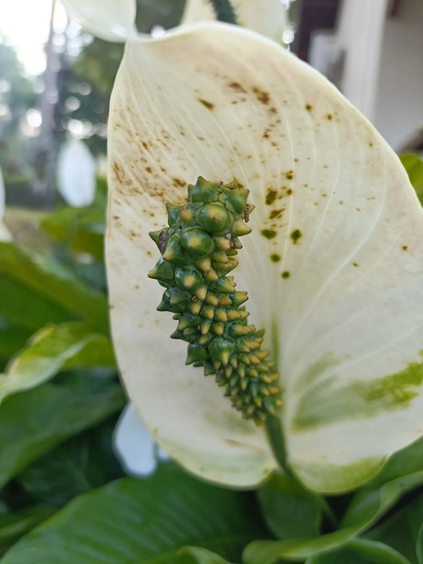 Peace Lily (Spathiphyllum wallisii) — perennial with white blooms; mirroring their native habitat