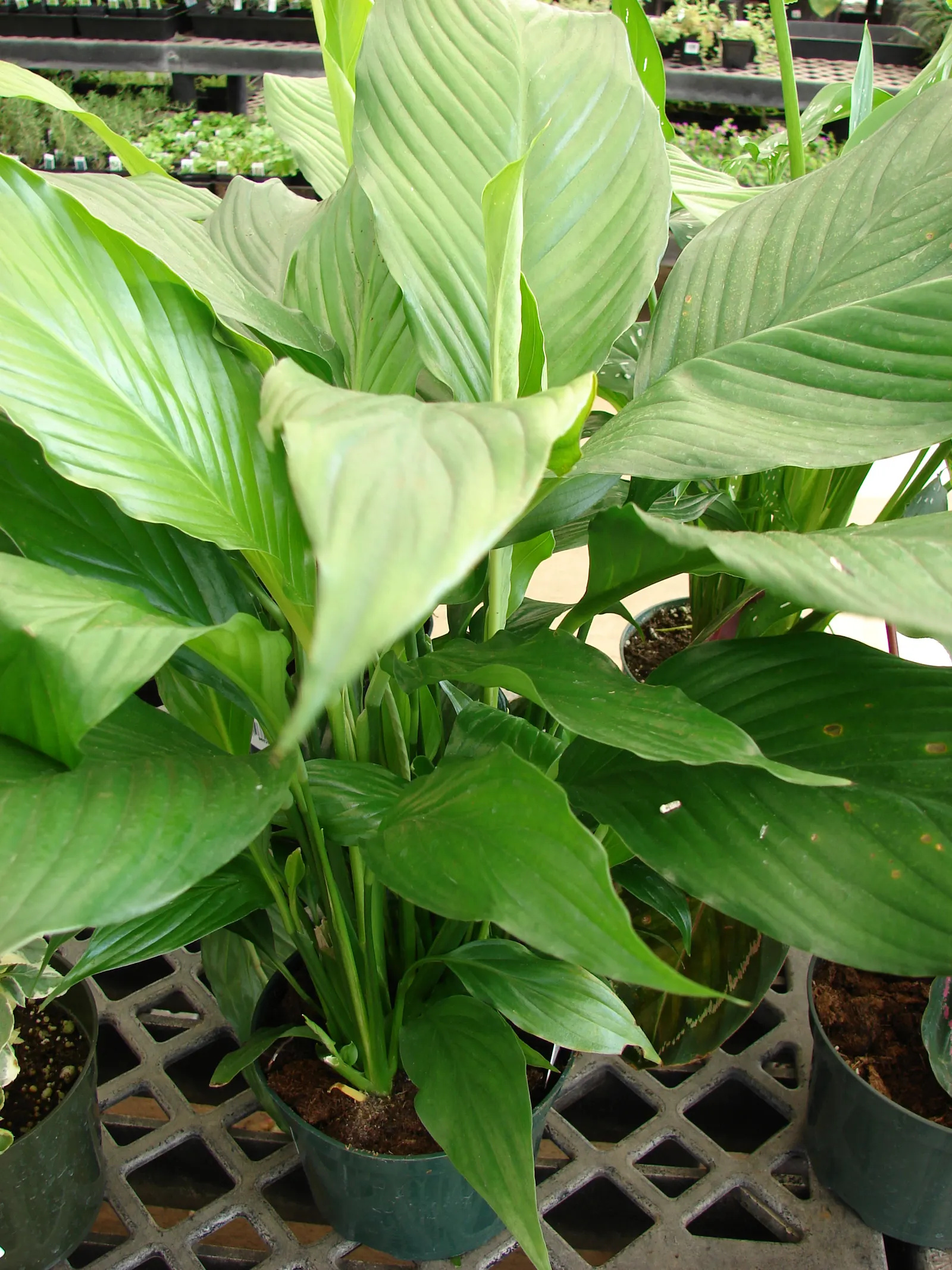Peace Lily (Spathiphyllum wallisii) — with flowering periods lasting from early spring to late fall; is a timeless and elegant choice that adds a, image 121