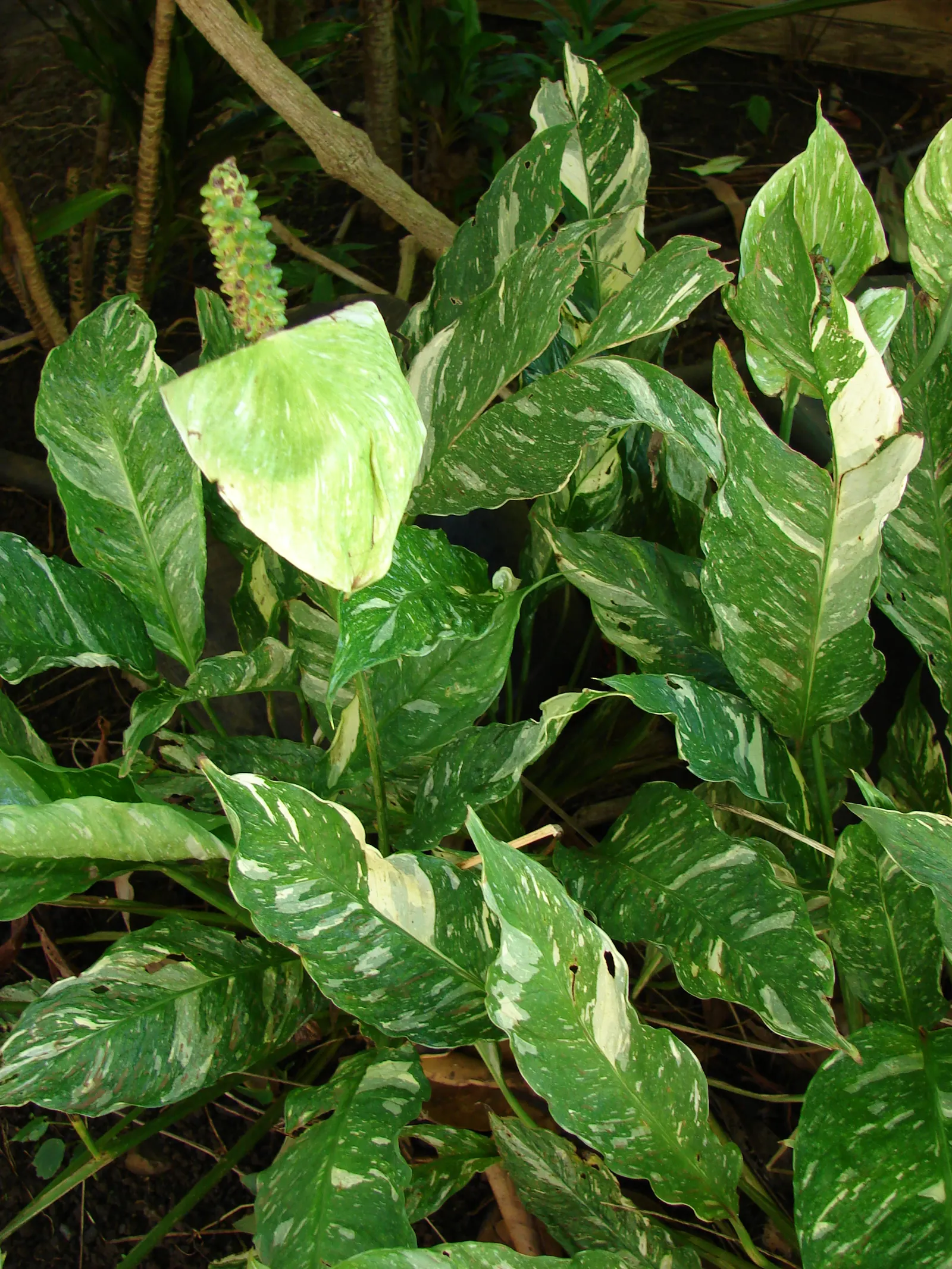Peace Lily (Spathiphyllum wallisii) — with flowering periods lasting from early spring to late fall; is a timeless and elegant choice that adds a, image 67