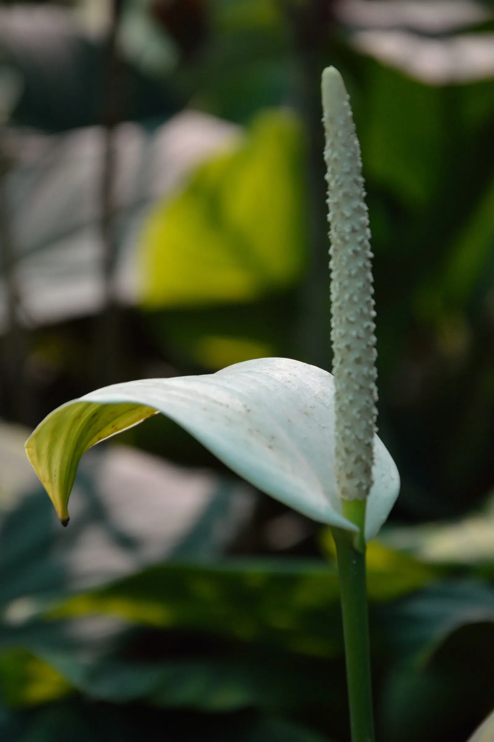 Peace Lily (Spathiphyllum wallisii) — with flowering periods lasting from early spring to late fall