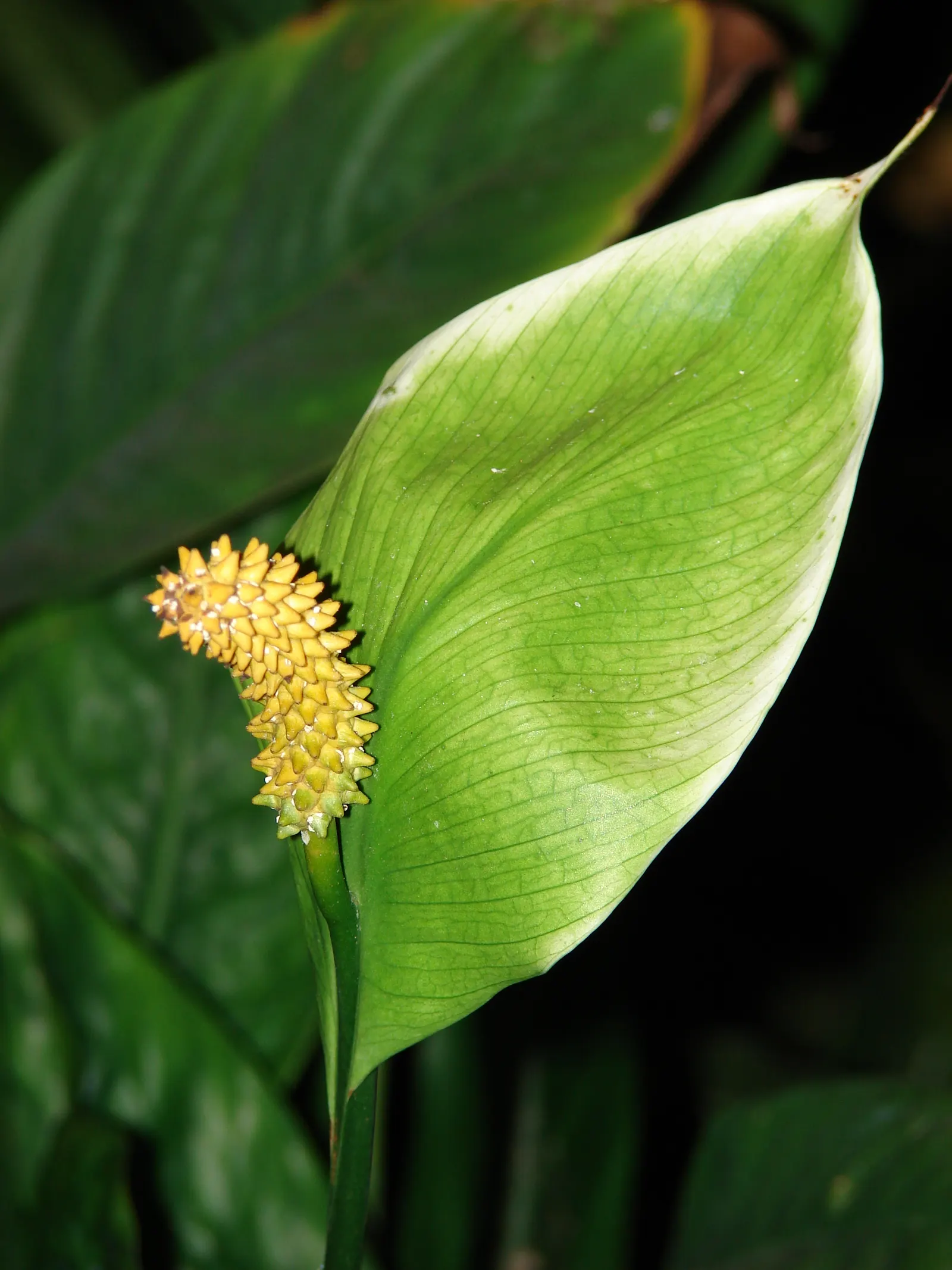Peace Lily (Spathiphyllum wallisii) — Typically reaching 1-4 feet in height, this plant purifies indoor air and requires minimal maintenance