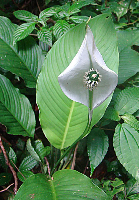 Peace Lily (Spathiphyllum wallisii) — is a timeless and elegant choice that adds a touch of tranquility to any garden or indoor space; use lukewarm, image 88