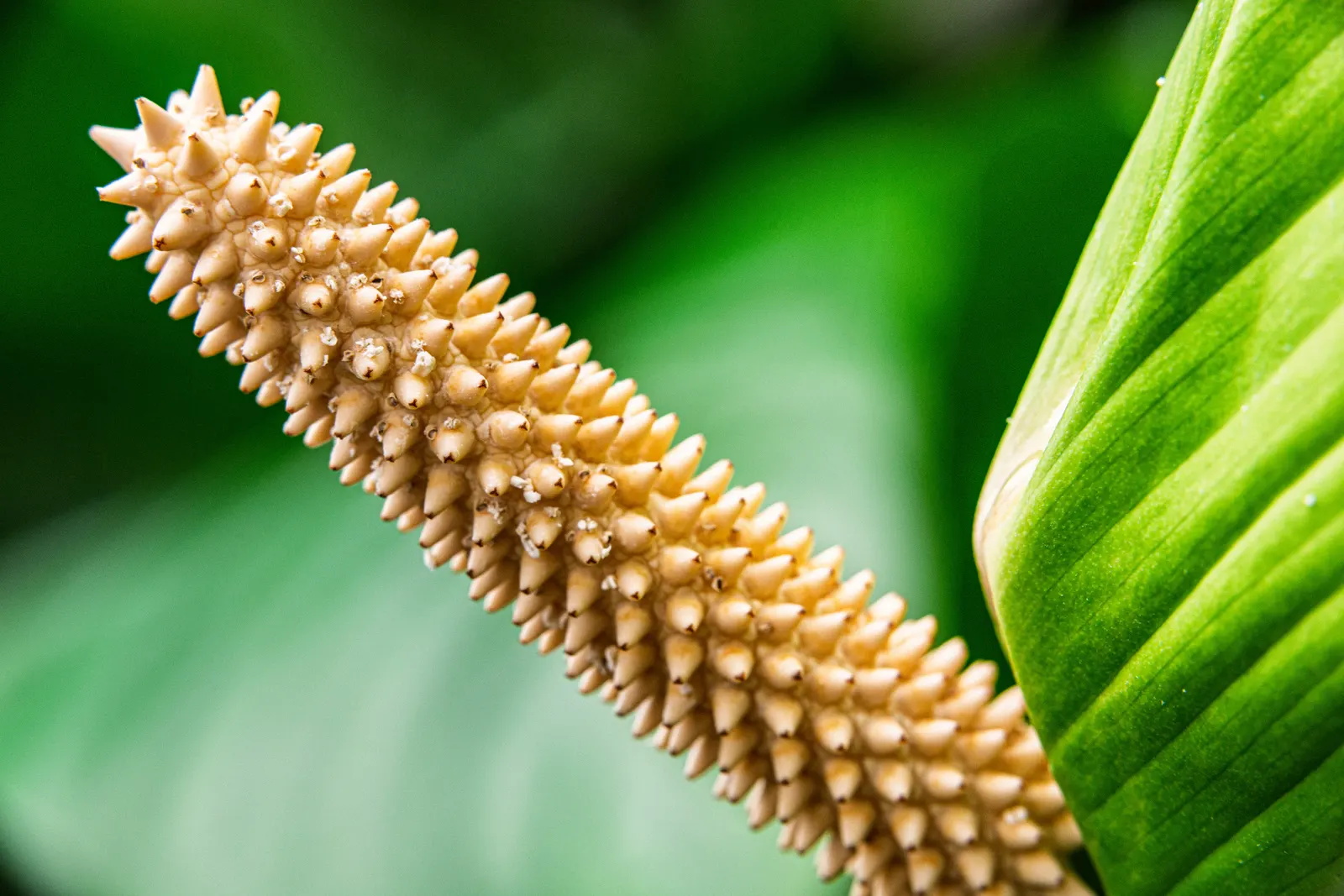 Peace Lily (Spathiphyllum wallisii) — the Peace Lily remains vibrant throughout the year; perennial for deep shade or shade, image 66
