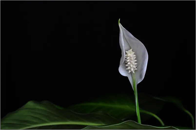 Peace Lily (Spathiphyllum wallisii) — Peace Lilies require a humid environment; the Peace Lily (Spathiphyllum), image 97