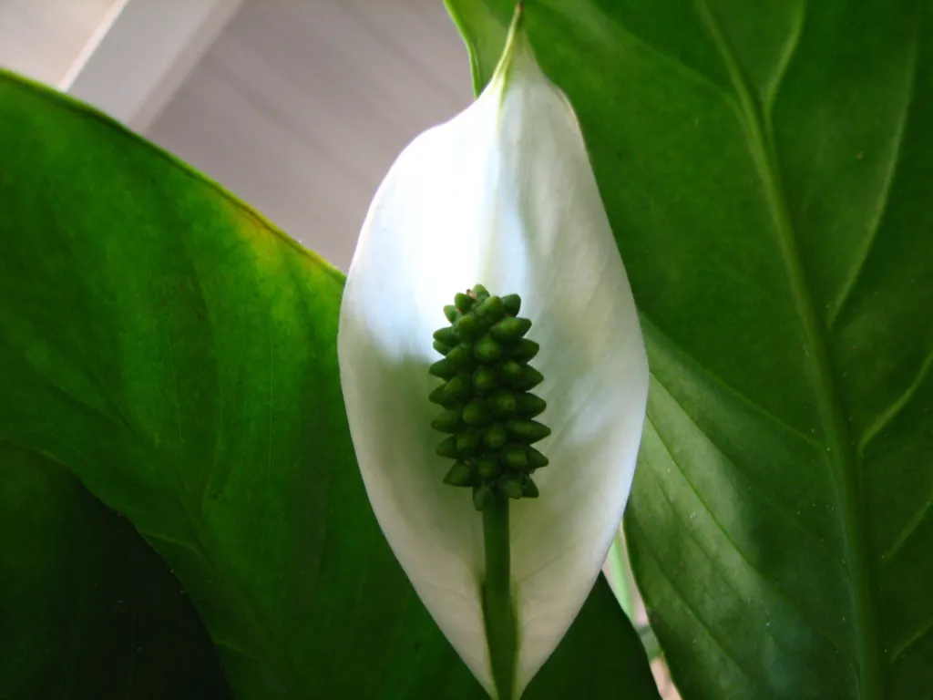 Peace Lily (Spathiphyllum wallisii) — as overwatering can lead to root rot.<br><br>Aside from aesthetic value; an elegant evergreen perennial, image 74