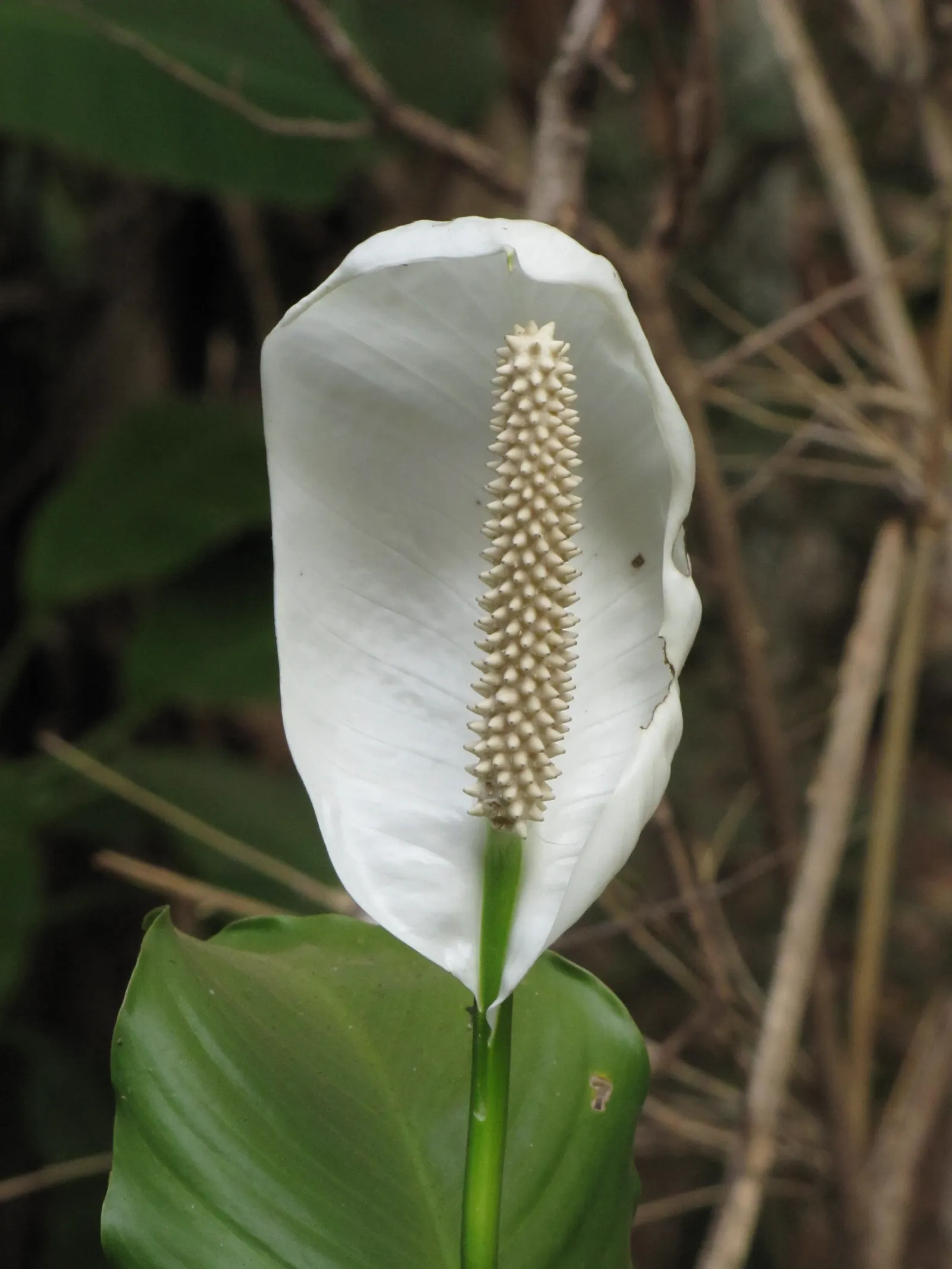 Peace Lily (Spathiphyllum wallisii) — white flowers in the garden; peace Lilies favor partial to full shade conditions, as excessive sunlight can, image 79