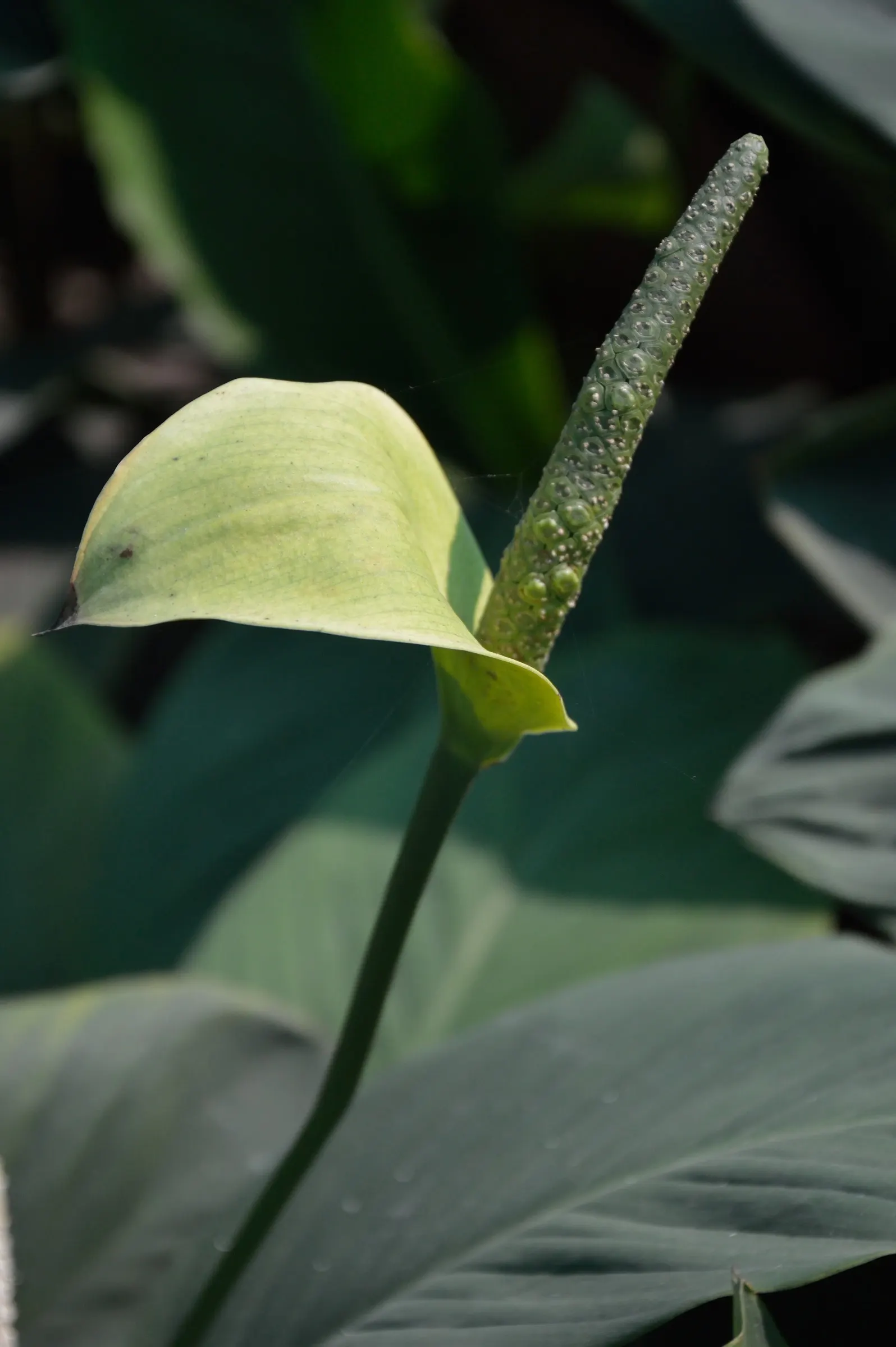 Peace Lily (Spathiphyllum wallisii) — perennial with white blooms; mirroring their native habitat, image 107