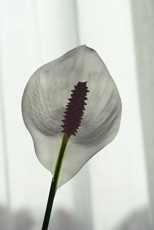 Peace Lily (Spathiphyllum wallisii) — capable of filtering out harmful toxins and improving indoor air quality; peace Lilies require a humid environment