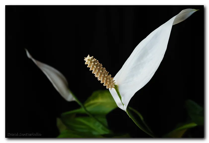 Peace Lily (Spathiphyllum wallisii) — and its striking white spathes that envelop subtle spadix flowers; white flowers in the garden