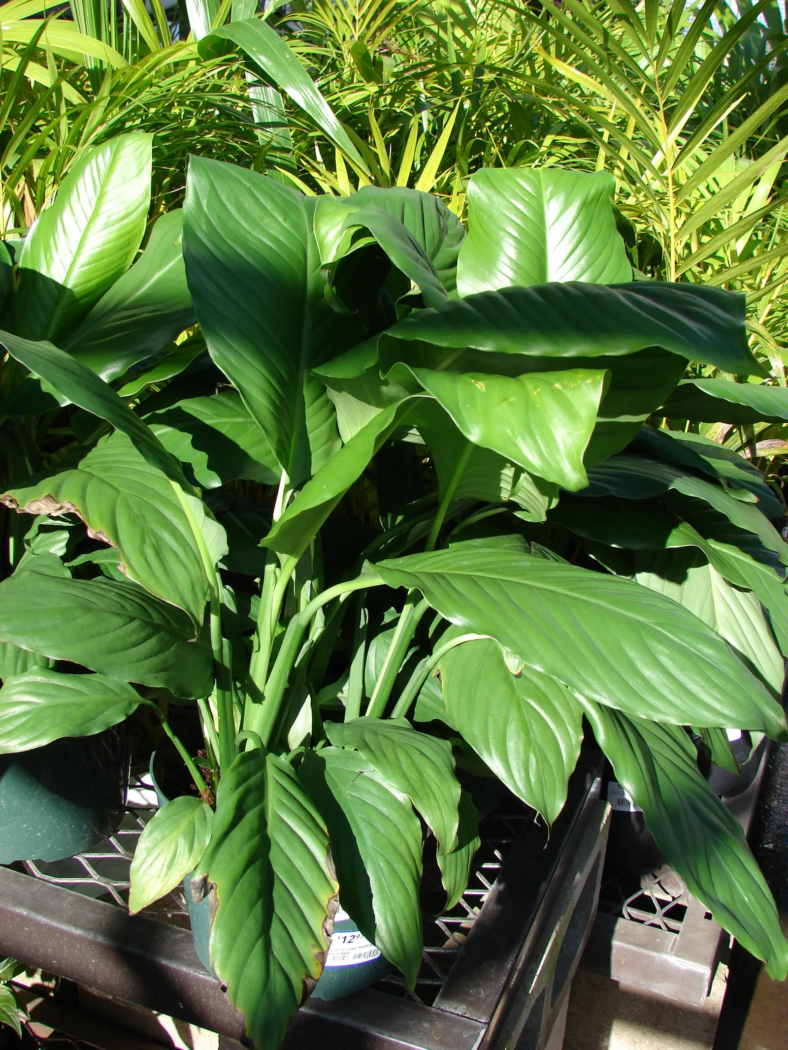Peace Lily (Spathiphyllum wallisii) — perennial for deep shade or shade; offering both beauty and practical benefits