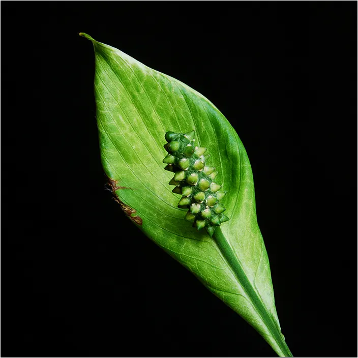 Peace Lily (Spathiphyllum wallisii) — Indoor plantings benefit from regular misting; lending consistent visual interest.<br><br>For optimal growth