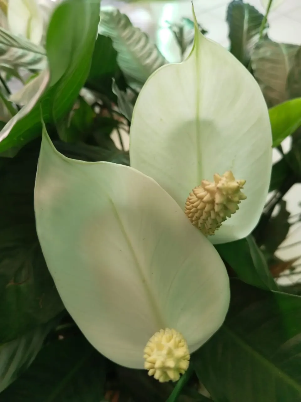 Peace Lily (Spathiphyllum wallisii) — Indoor plantings benefit from regular misting