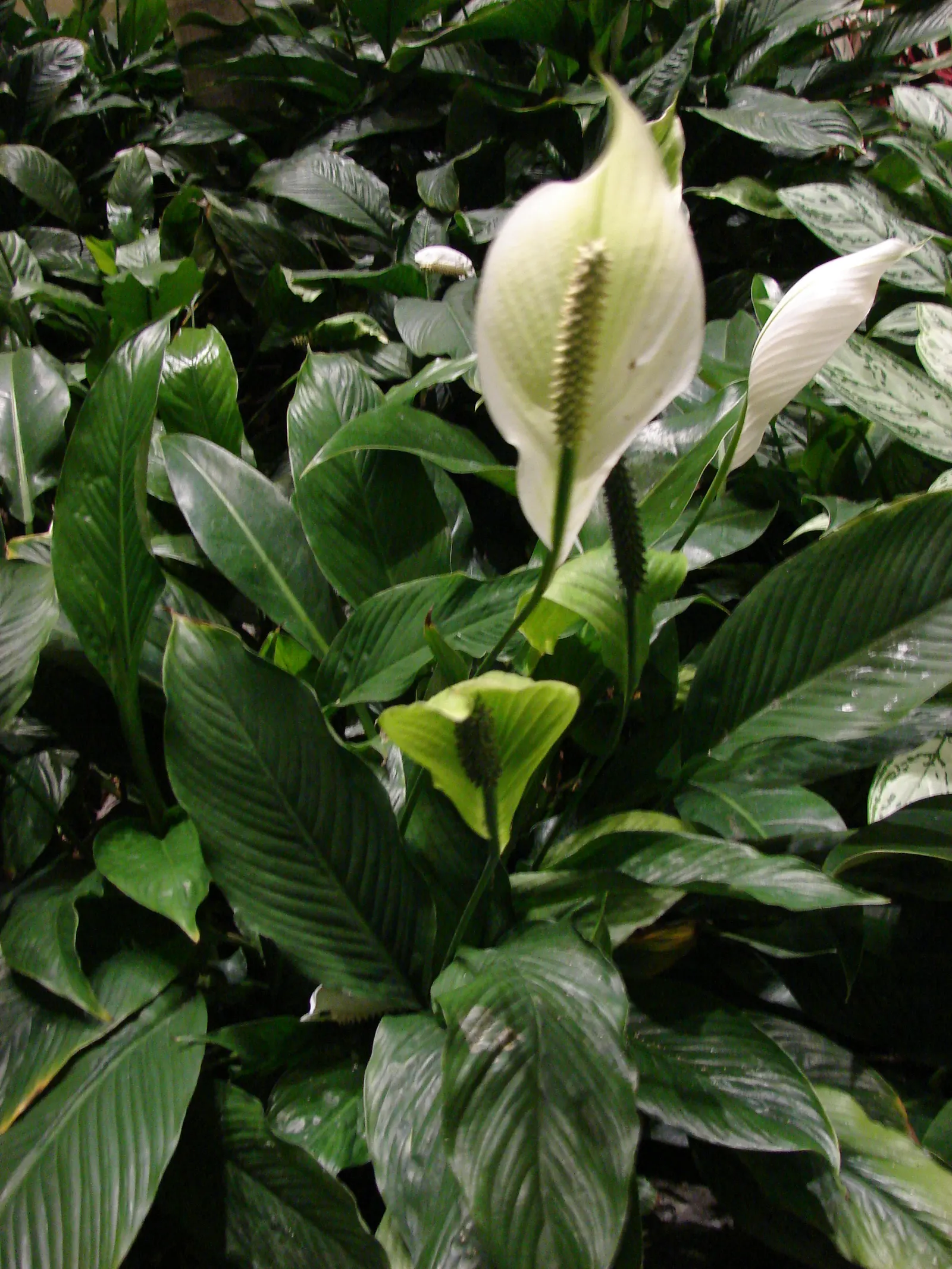 Peace Lily (Spathiphyllum wallisii) — white flowers in the garden; peace Lilies favor partial to full shade conditions, as excessive sunlight can, image 106