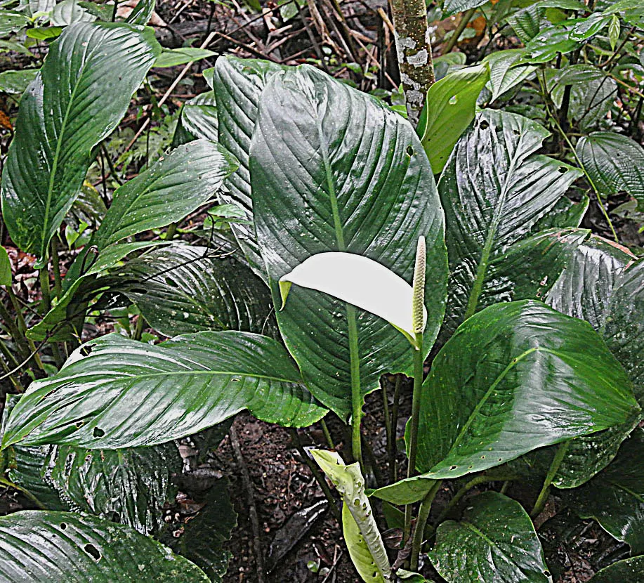 Peace Lily (Spathiphyllum wallisii) — the Peace Lily is a low-maintenance yet sophisticated addition to any landscape or indoor setting, image 104