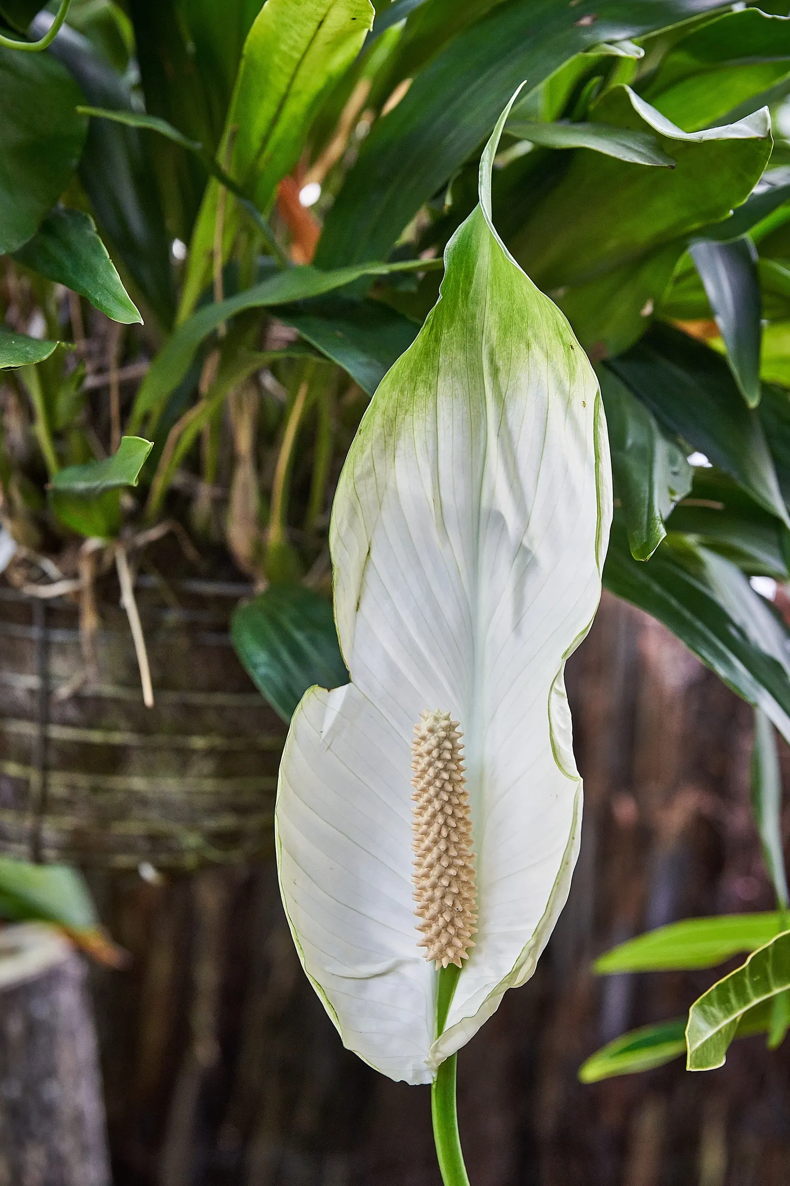 Peace Lily (Spathiphyllum wallisii) — lance-shaped leaves reaching 6-8 inches long; indoor plantings benefit from regular misting, image 57
