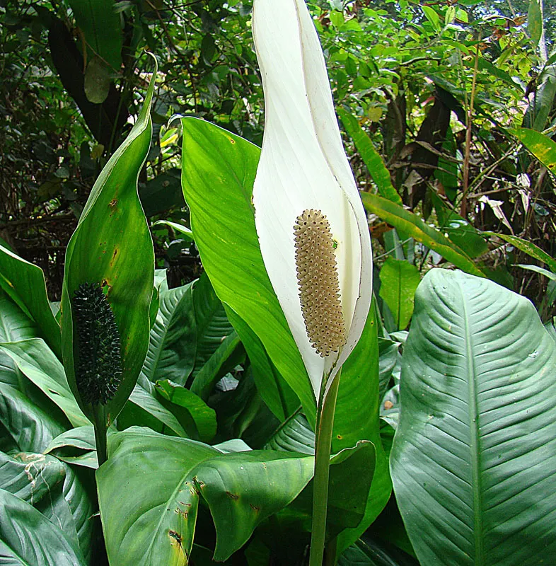 Peace Lily (Spathiphyllum wallisii) — These perennials are indigenous to tropical regions of the Americas and Southeast Asia; perennial with white, image 89