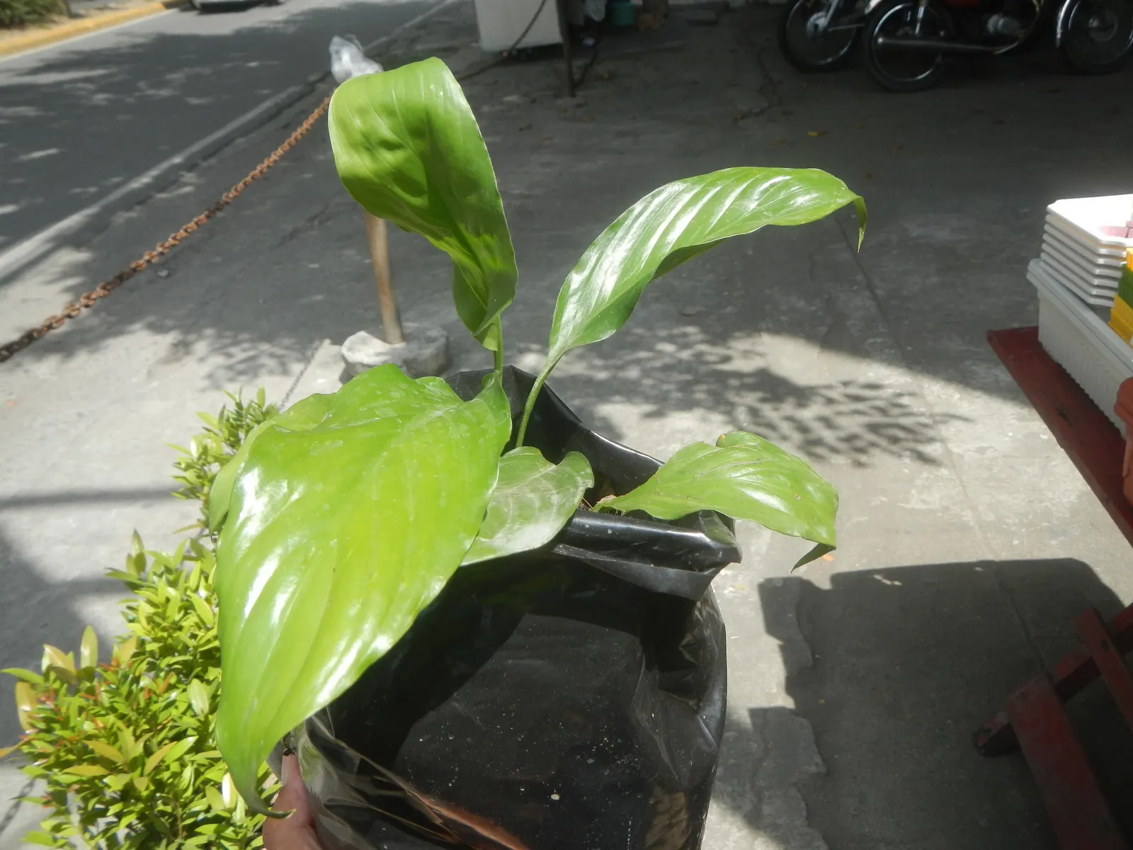 Peace Lily (Spathiphyllum wallisii) — well-draining soil with a pH slightly acidic to neutral.<br><br>As an evergreen