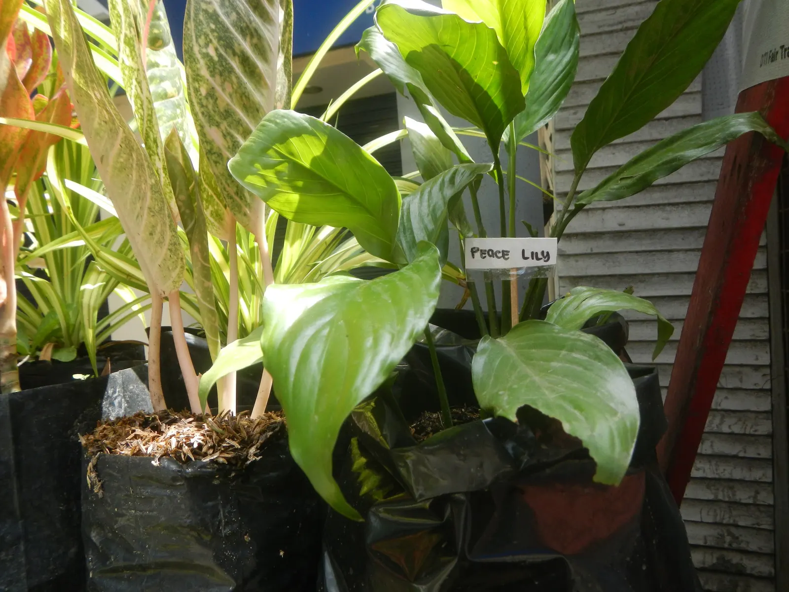 Peace Lily (Spathiphyllum wallisii) — making it a versatile option for landscape design; ideal for understory planting and indoor settings, it adds, image 117
