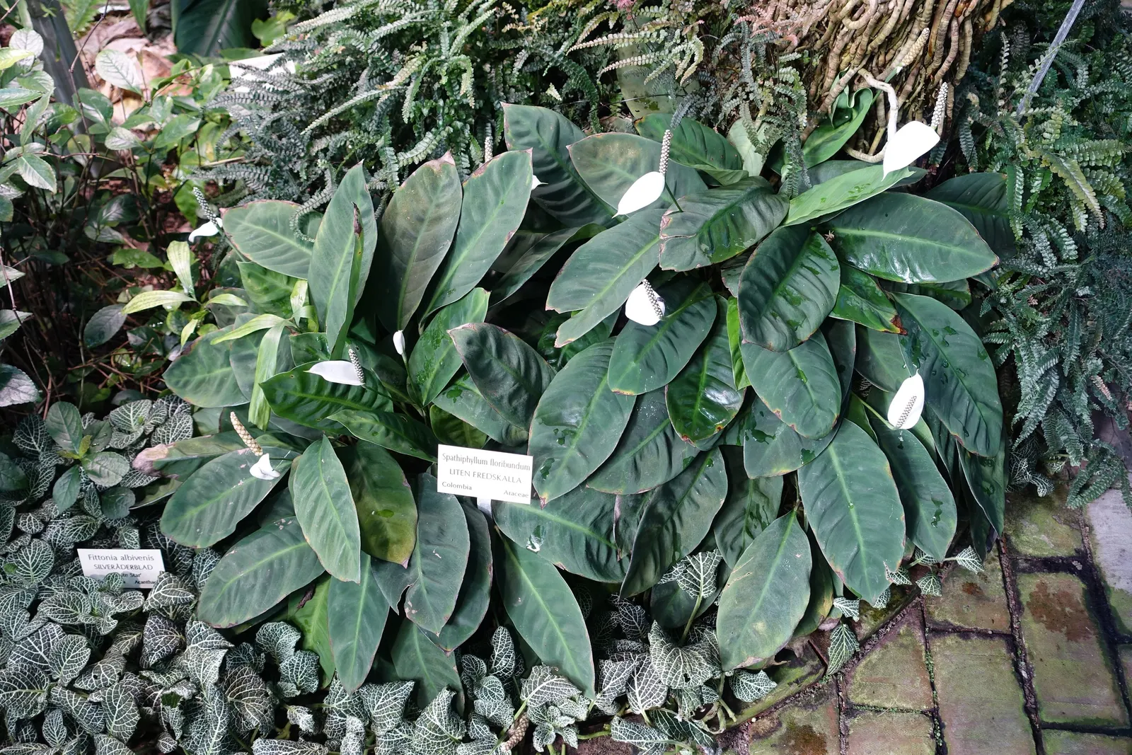 Peace Lily (Spathiphyllum wallisii) — capable of filtering out harmful toxins and improving indoor air quality