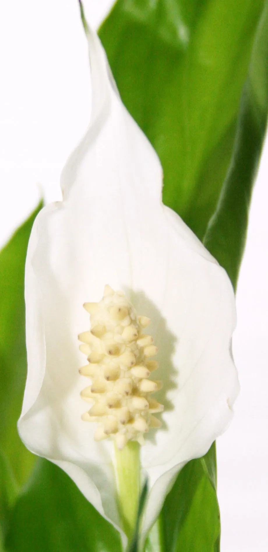 Peace Lily (Spathiphyllum wallisii) — use lukewarm water and maintain a schedule that keeps the soil moist but not soggy