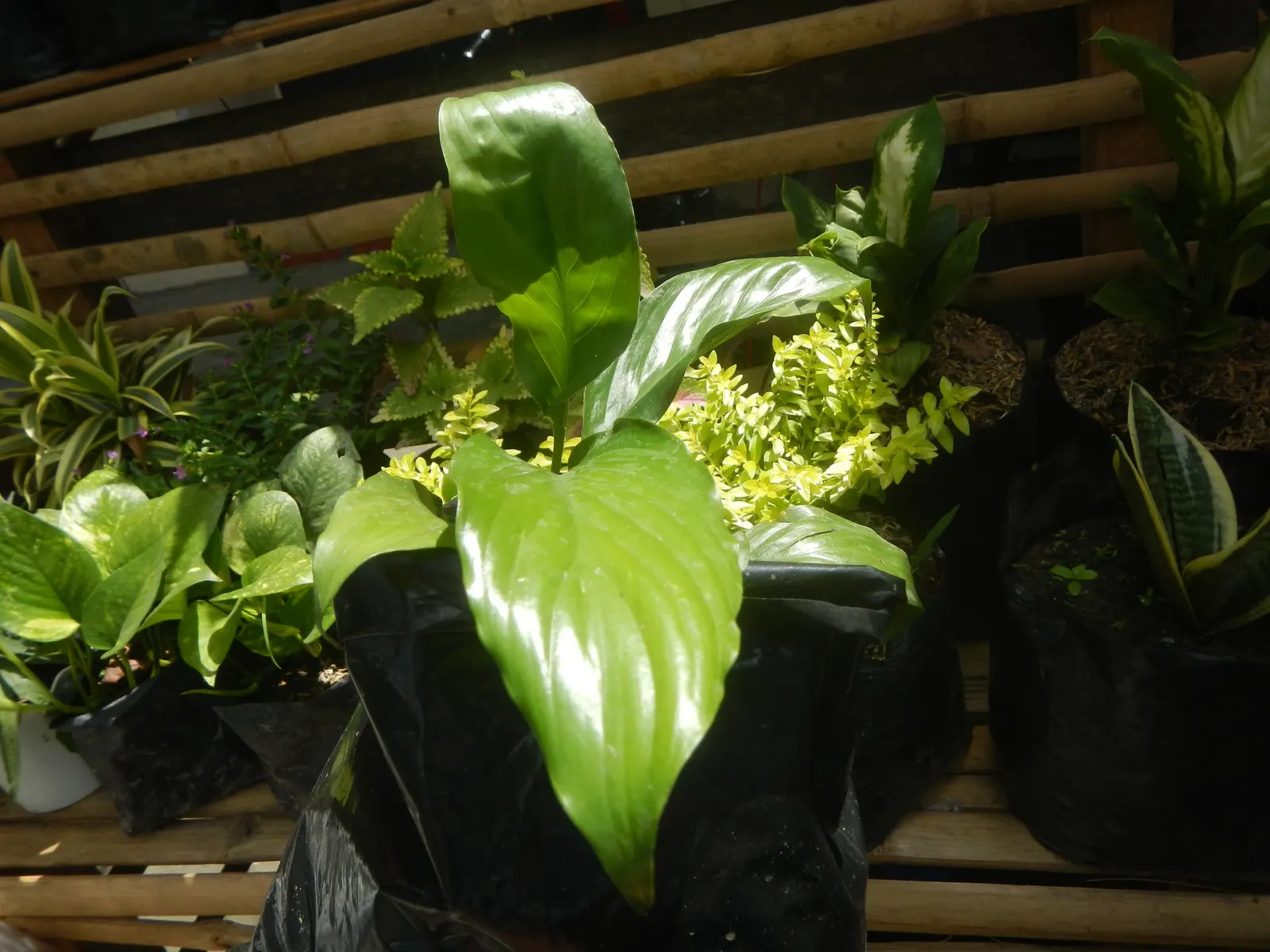 Peace Lily (Spathiphyllum wallisii) — use lukewarm water and maintain a schedule that keeps the soil moist but not soggy; capable of filtering out harmful