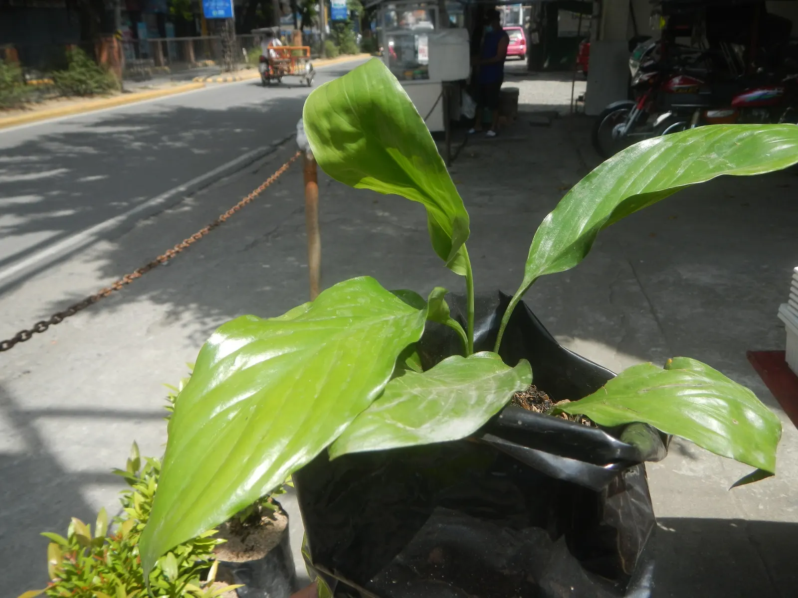 Peace Lily (Spathiphyllum wallisii) — with flowering periods lasting from early spring to late fall; is a timeless and elegant choice that adds a touch of
