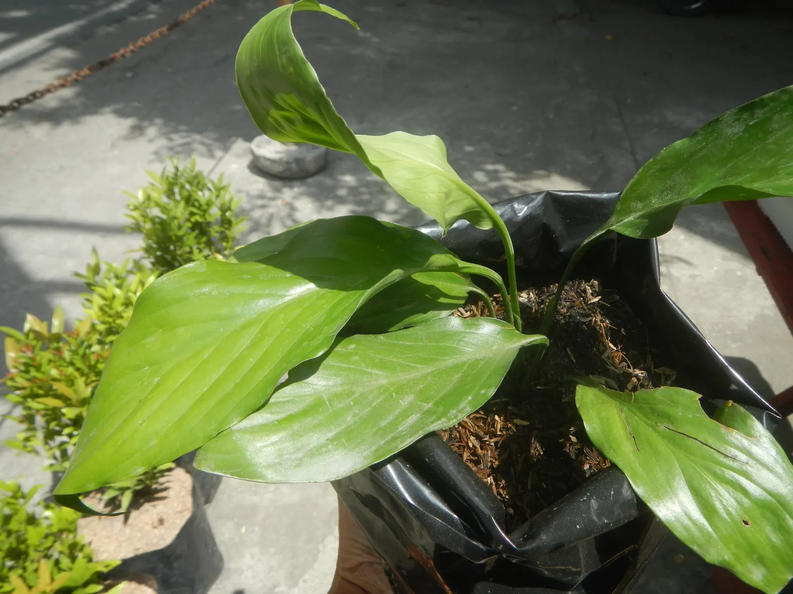 Peace Lily (Spathiphyllum wallisii) — mirroring their native habitat; these perennials are indigenous to tropical regions of the Americas and, image 71